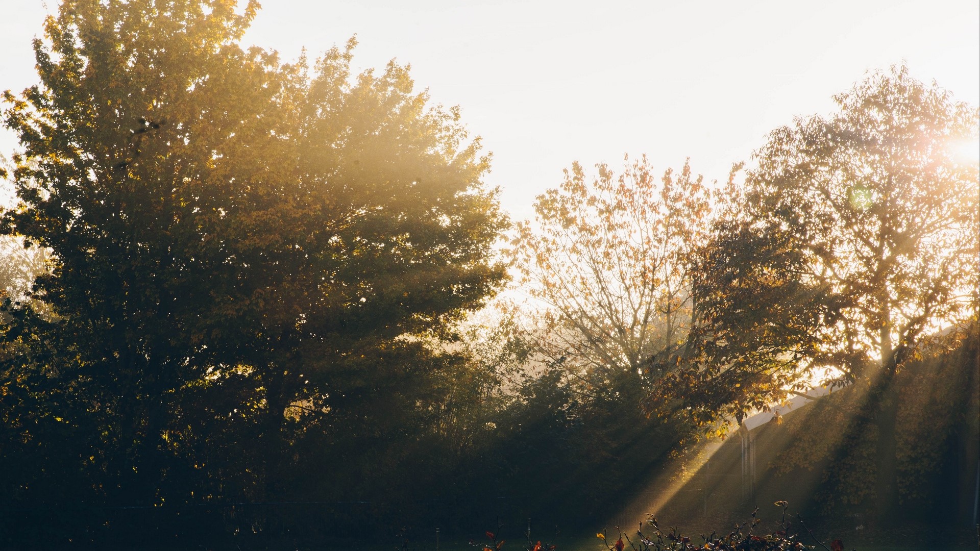 Sunlight filtering through trees in a garden HD Wallpaper