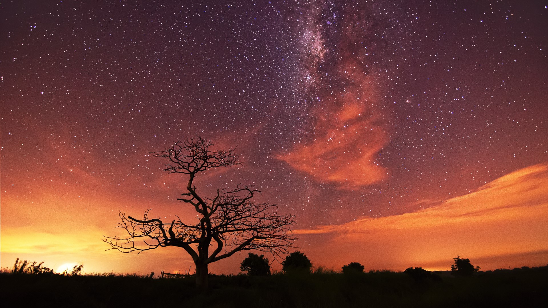 Silhouette of a bare tree against a starry night sky HD Wallpaper