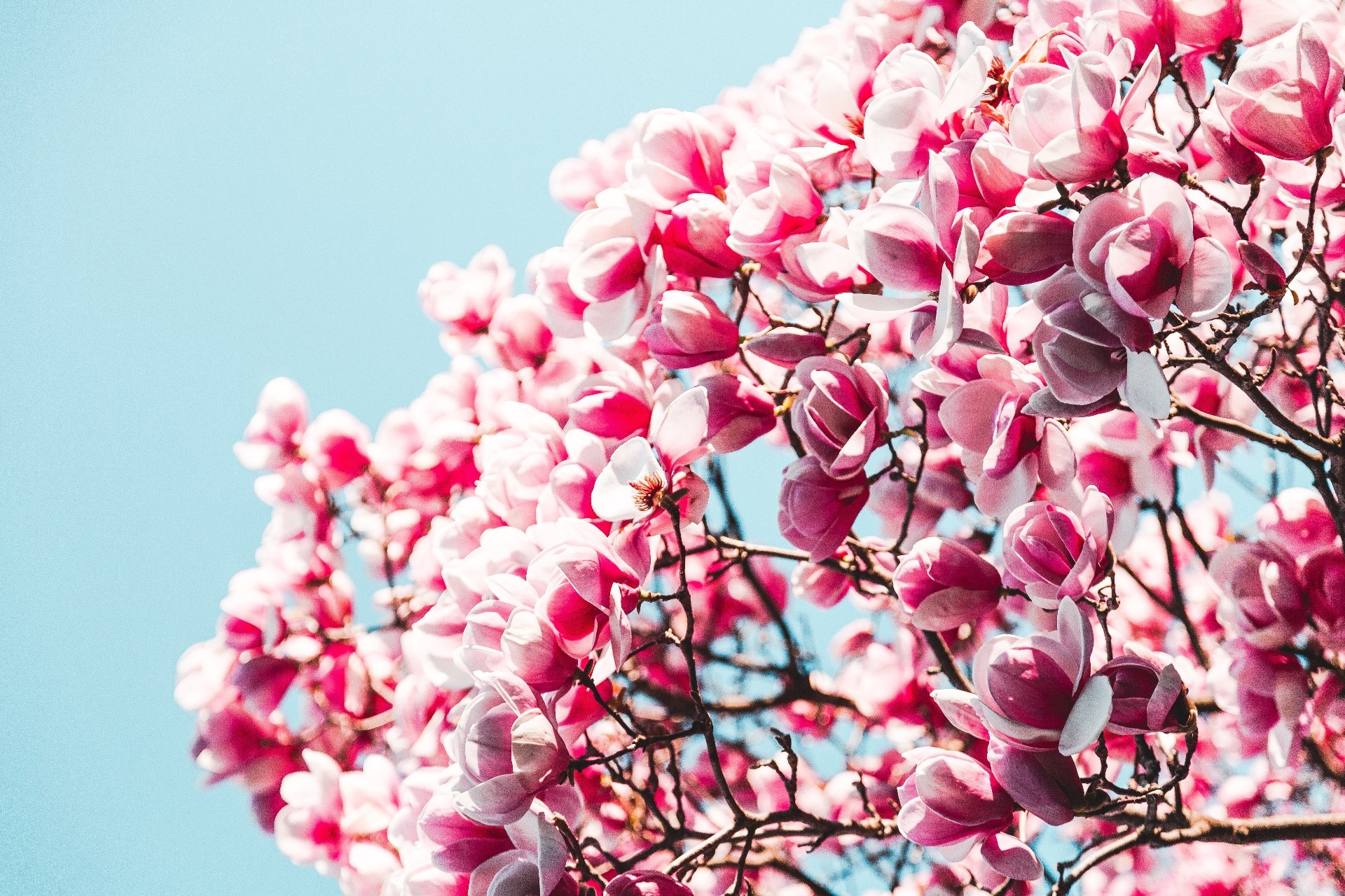 Pink Magnolia flowers against a blue sky HD Wallpaper