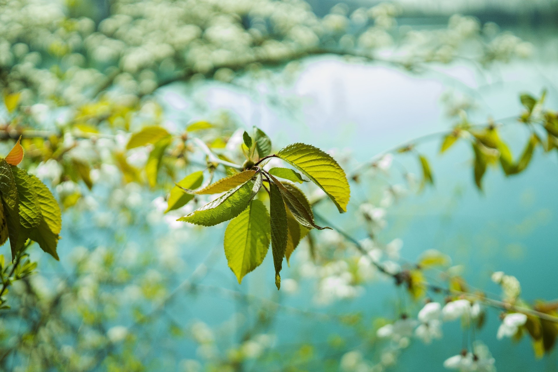 Green leaves and white flowers on branches over water HD Wallpaper