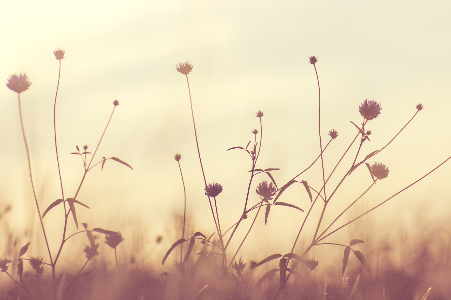 Silhouettes of wildflowers in a field at sunset HD Wallpaper