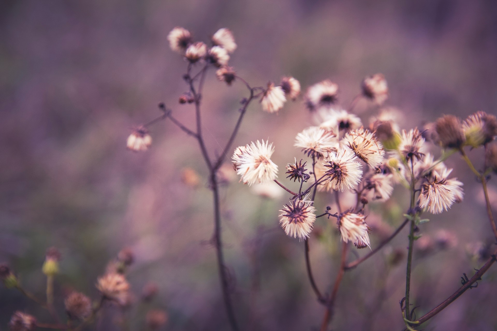 Dried wildflowers with fluffy seed heads HD Wallpaper