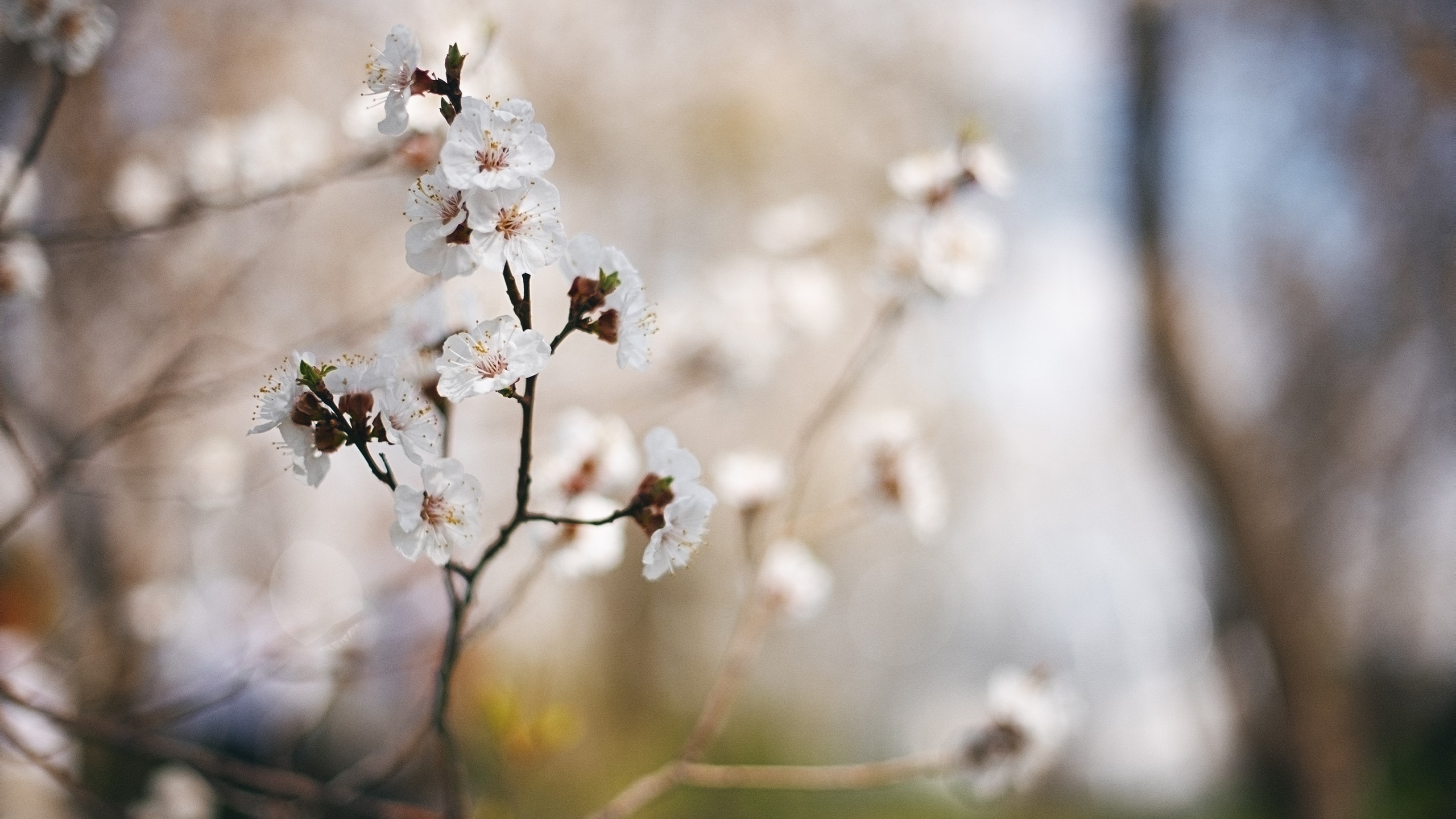 Delicate white spring blossoms on branches HD Wallpaper
