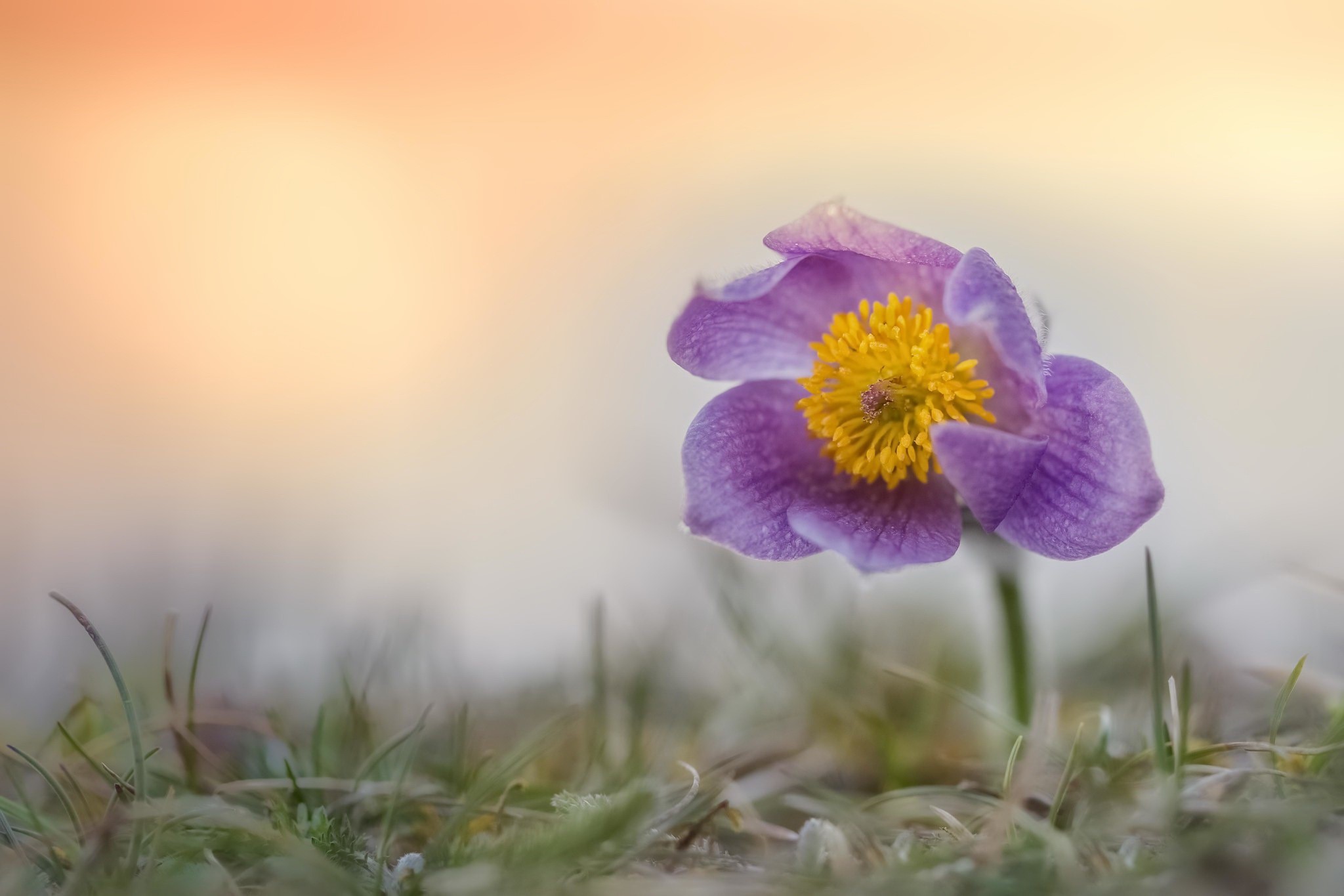 Purple pasqueflower with yellow center in grass HD Wallpaper