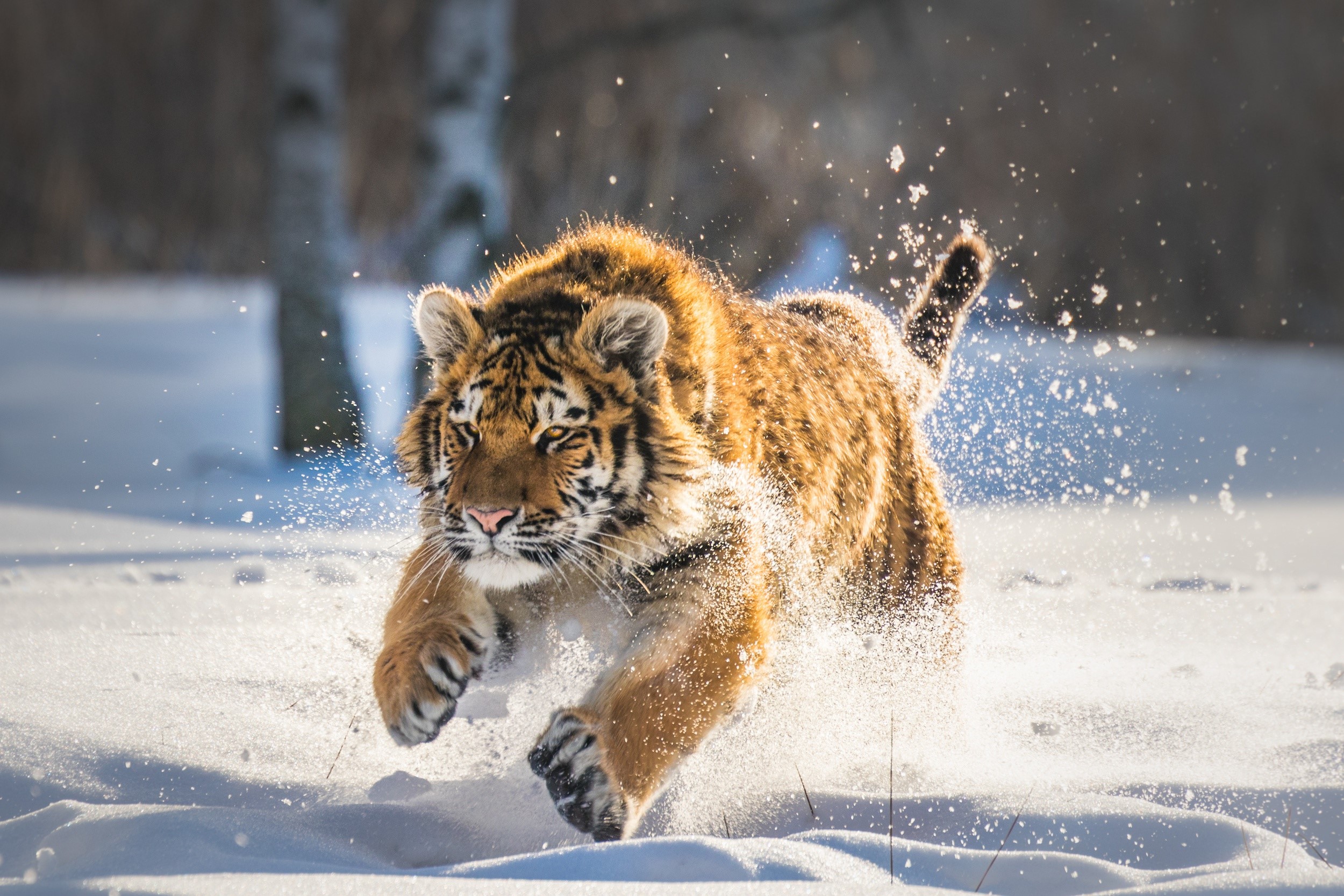 Tiger running through snow HD Wallpaper