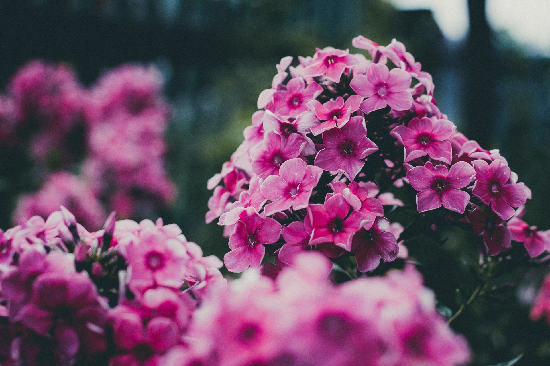 Close-up of pink phlox flowers in a garden HD Wallpaper