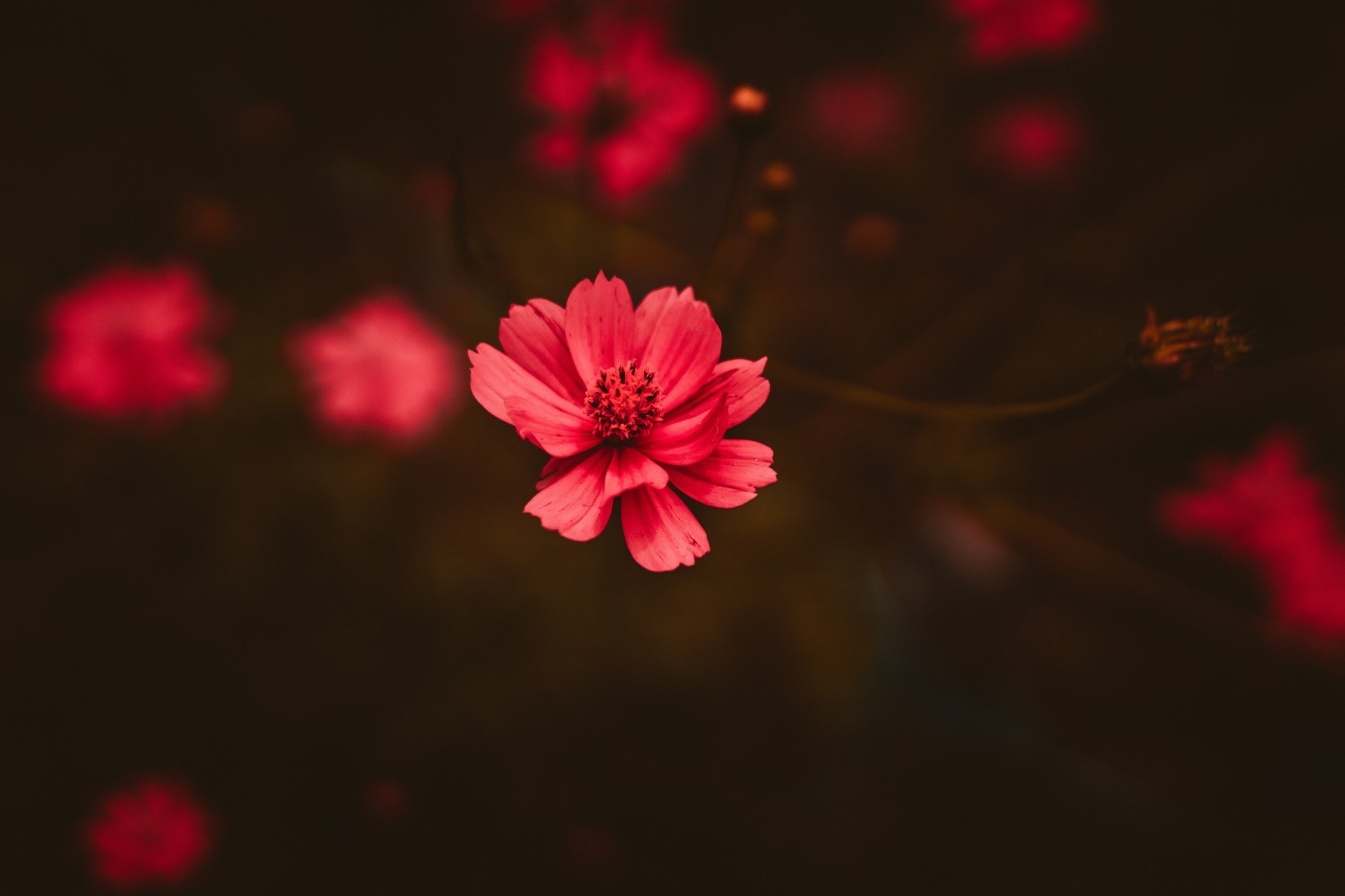 Close-up of a pink cosmos flower HD Wallpaper