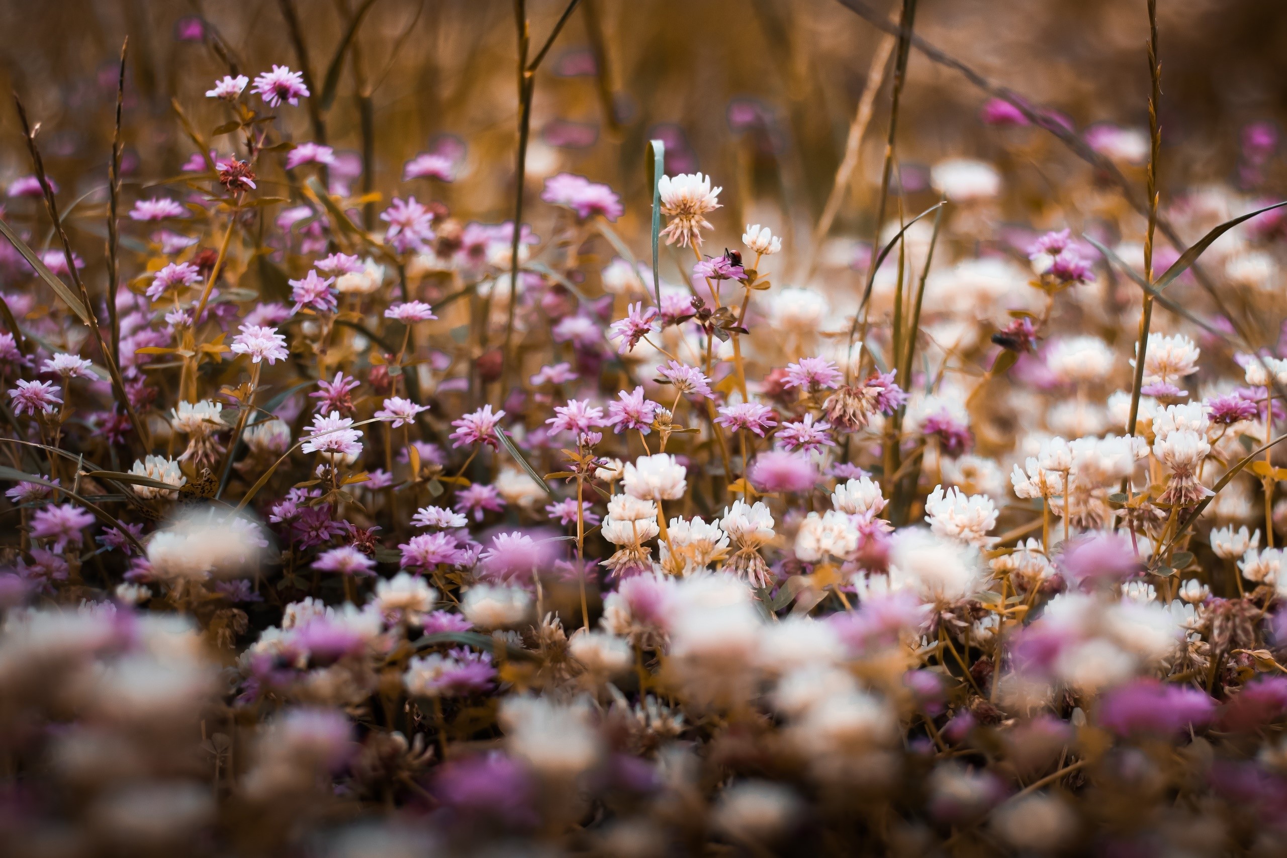 Field of small purple and white clover flowers HD Wallpaper