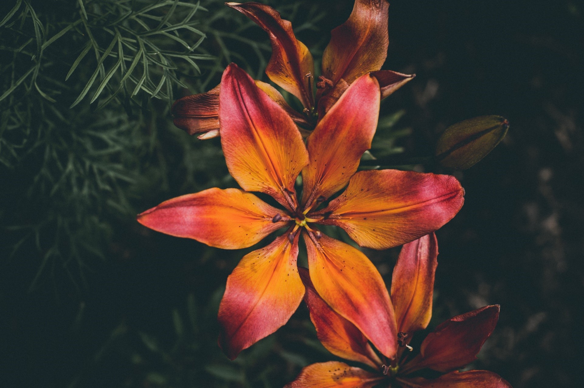 Close-up of orange and pink lilies with dark green foliage HD Wallpaper