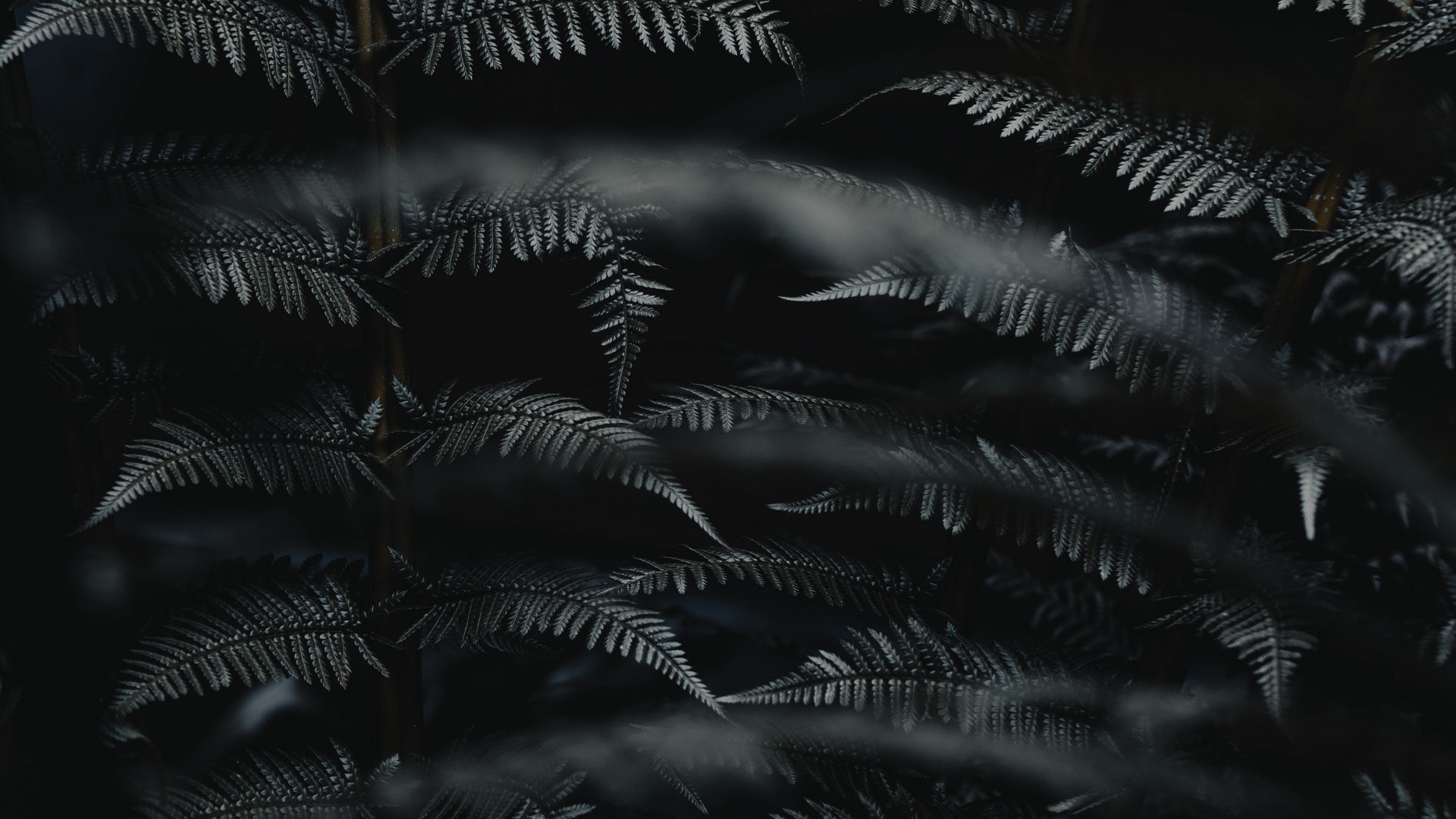 Close-up of dark ferns with soft focus HD Wallpaper