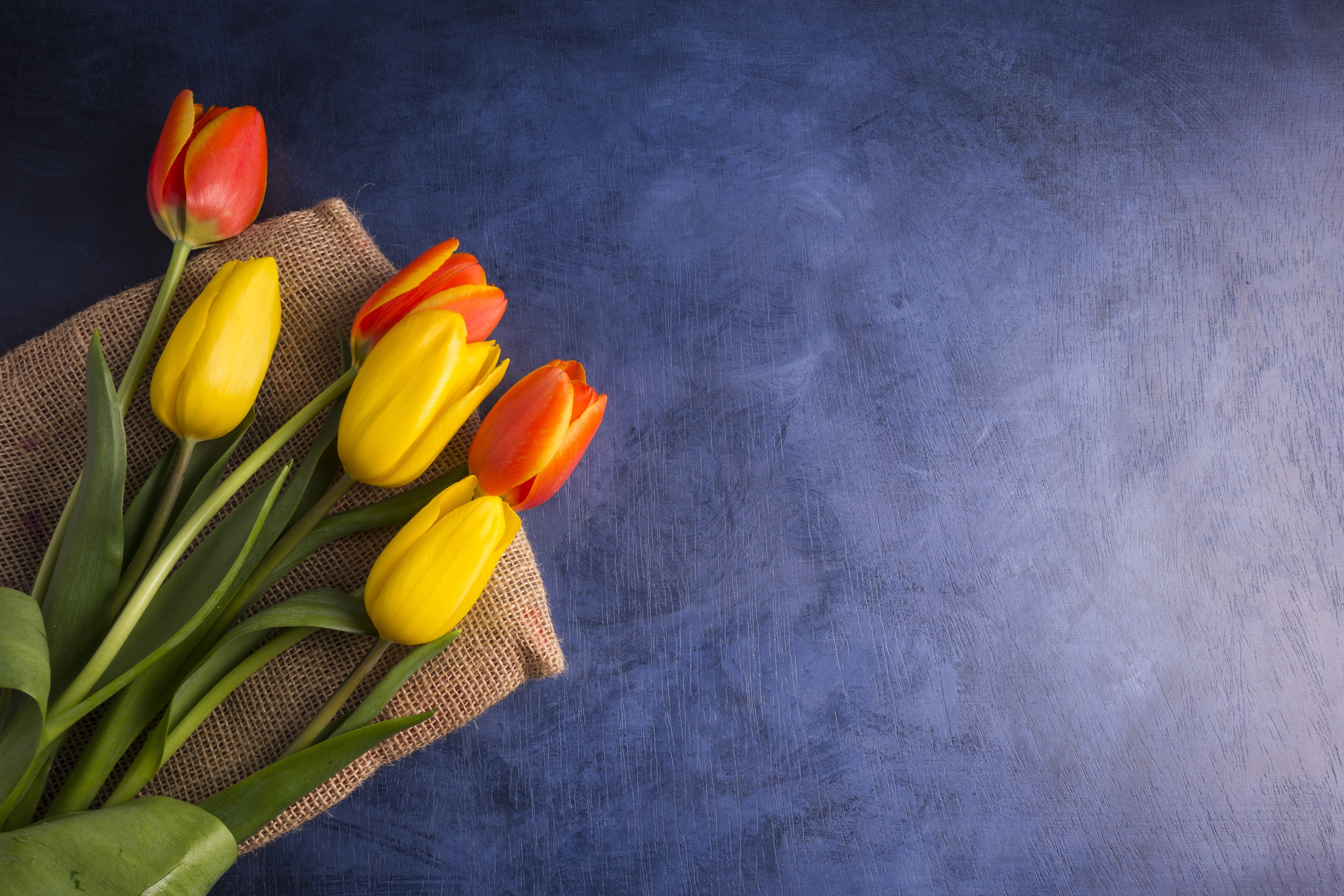 Tulips on burlap with blue background HD Wallpaper