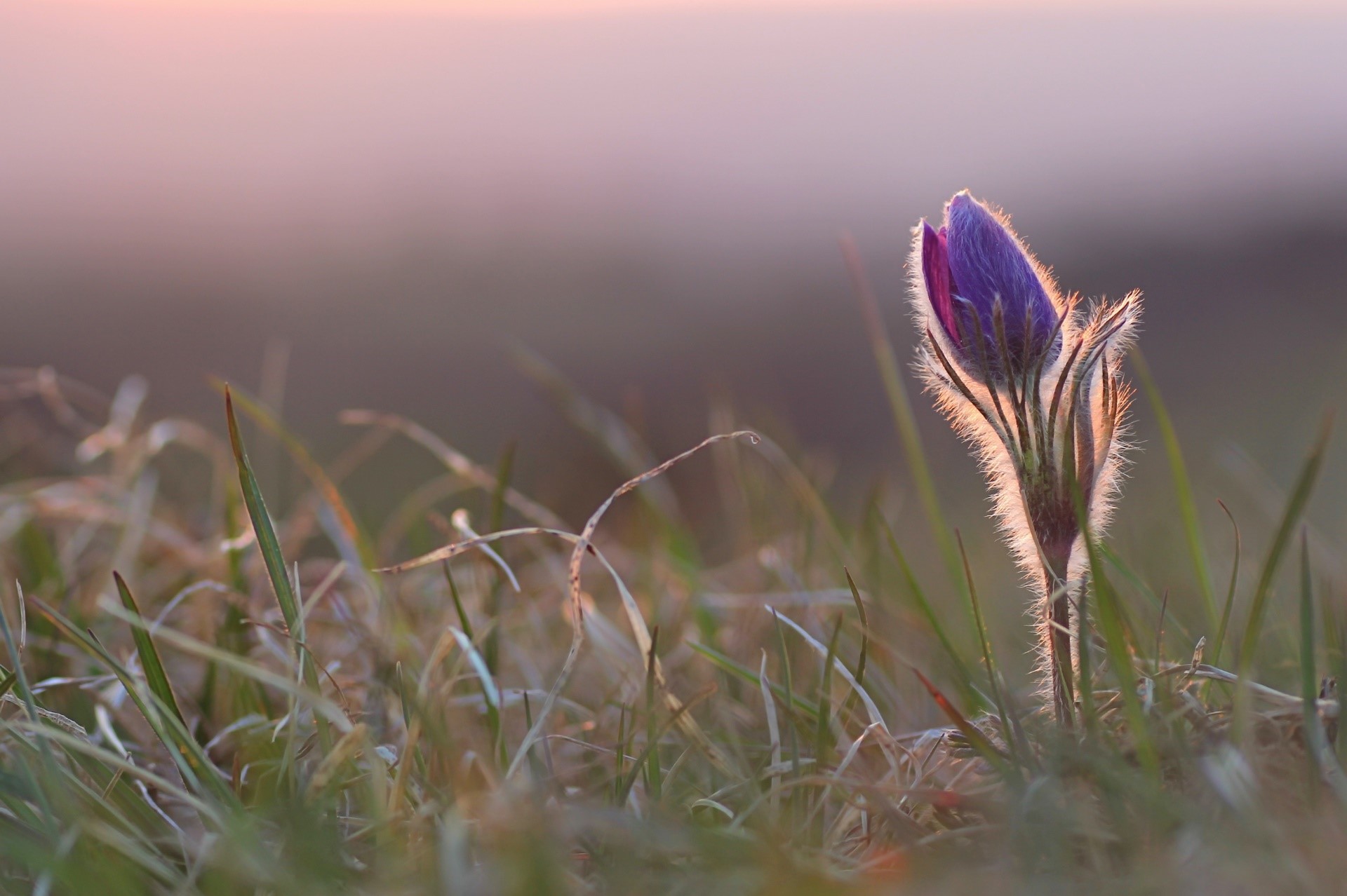 Purple pasqueflower bud in grass at sunset HD Wallpaper