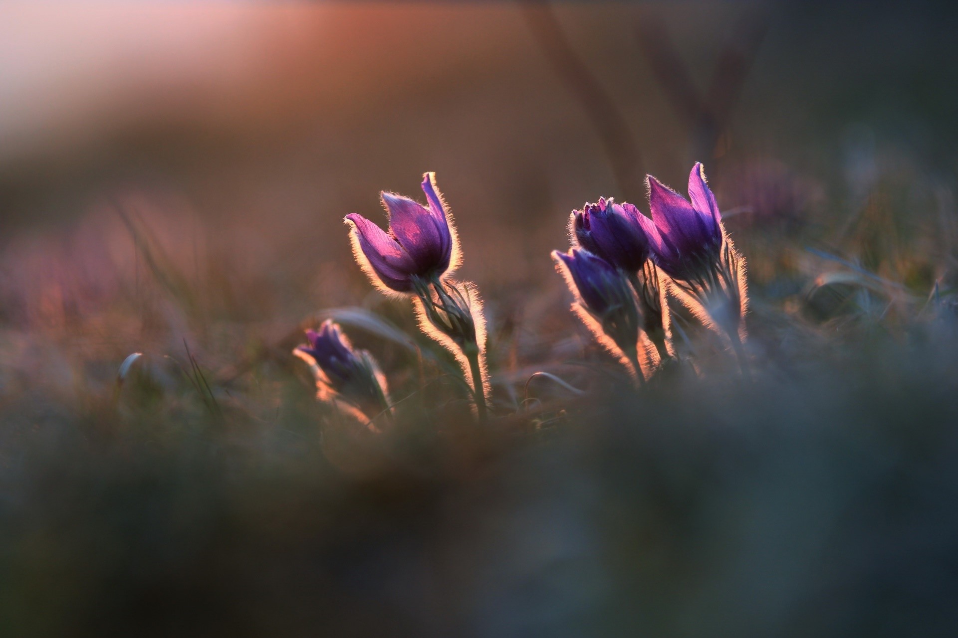 Purple flowers in soft sunlight HD Wallpaper