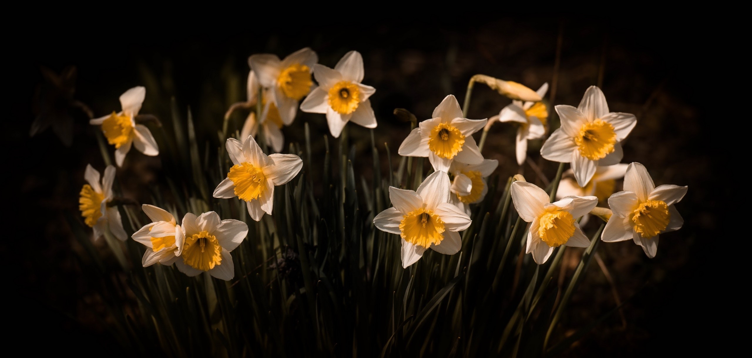A cluster of white and yellow daffodils in bloom HD Wallpaper