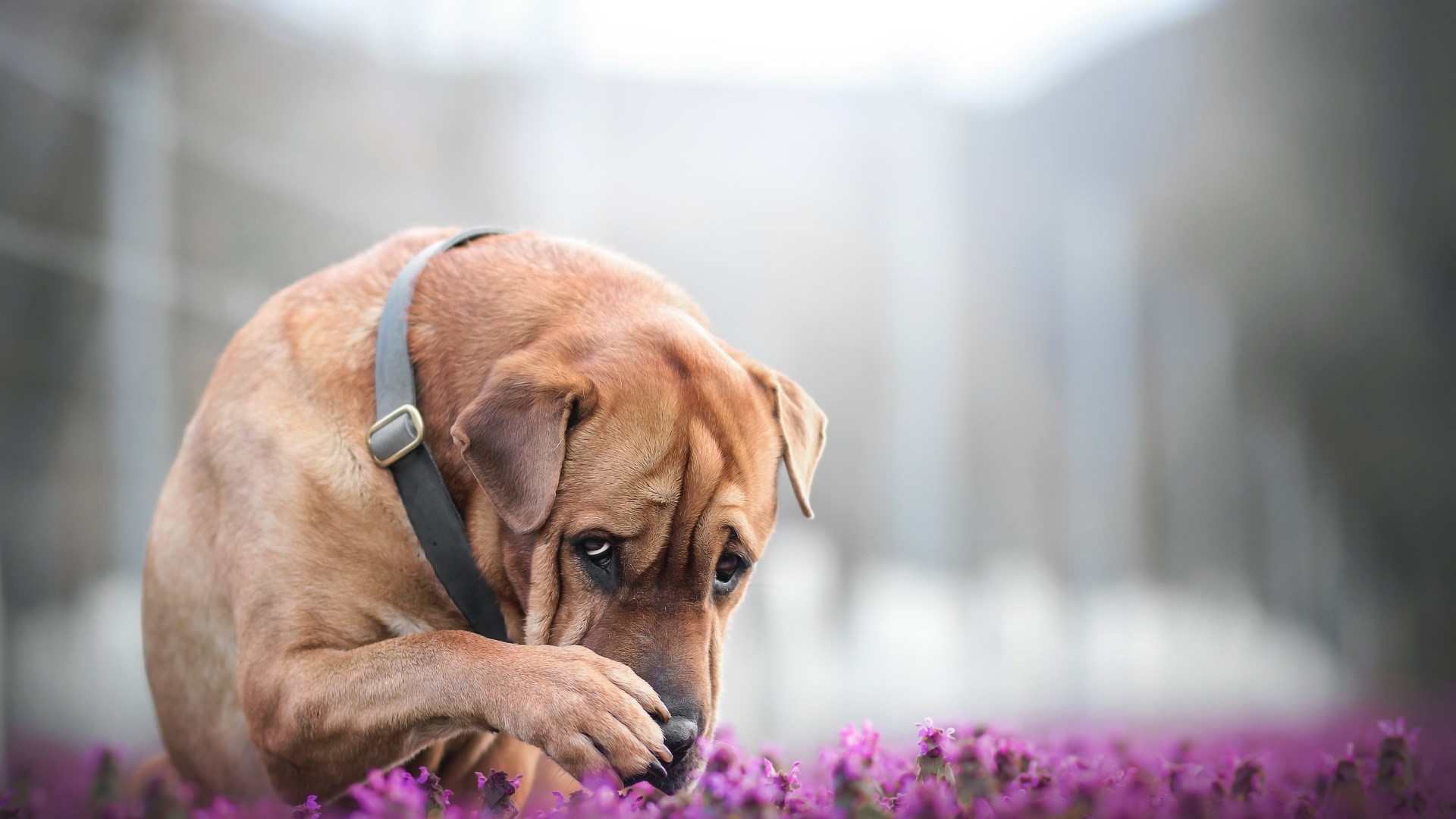 Brown dog with wrinkled face sniffing purple flowers HD Wallpaper