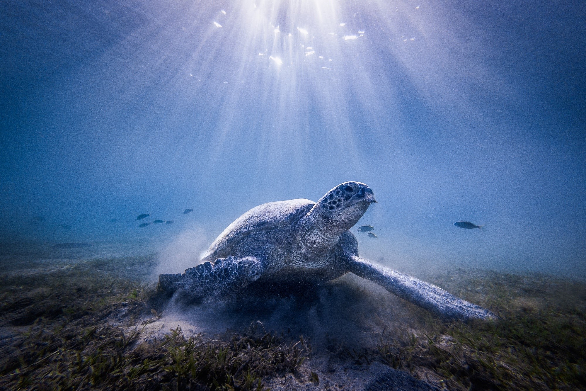 Sea turtle swimming underwater with sun rays HD Wallpaper