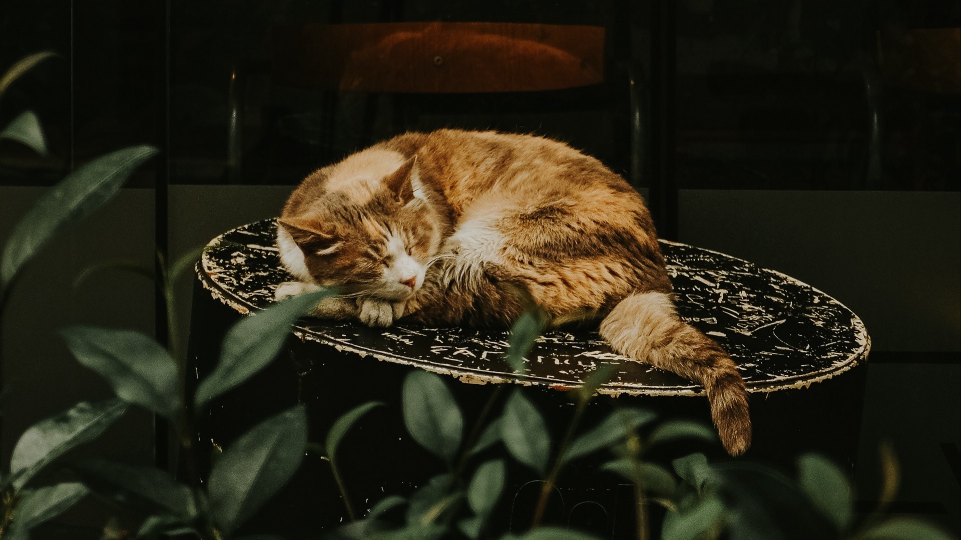 Orange cat sleeping on a round table HD Wallpaper