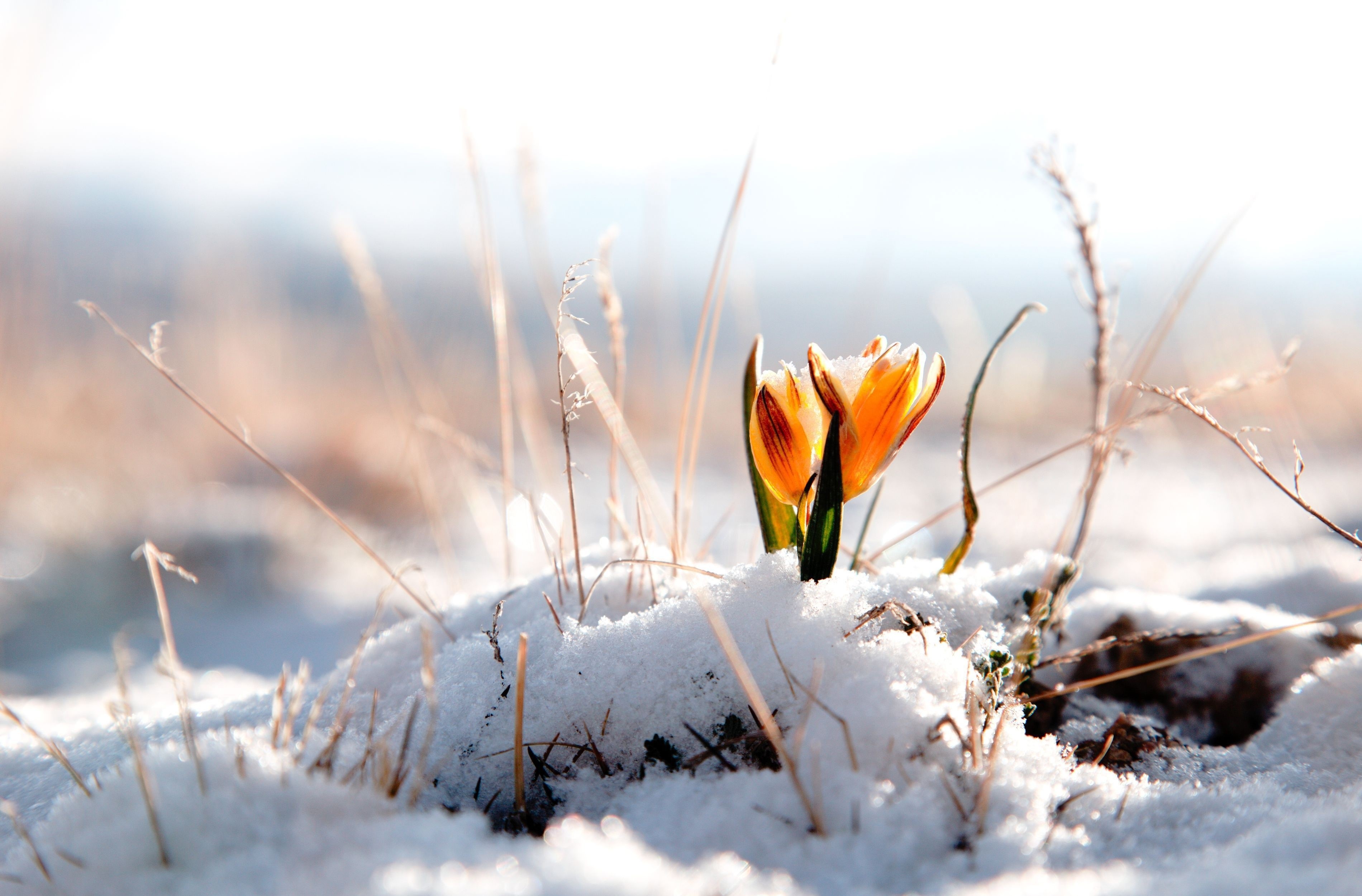 Orange crocuses blooming through snow HD Wallpaper