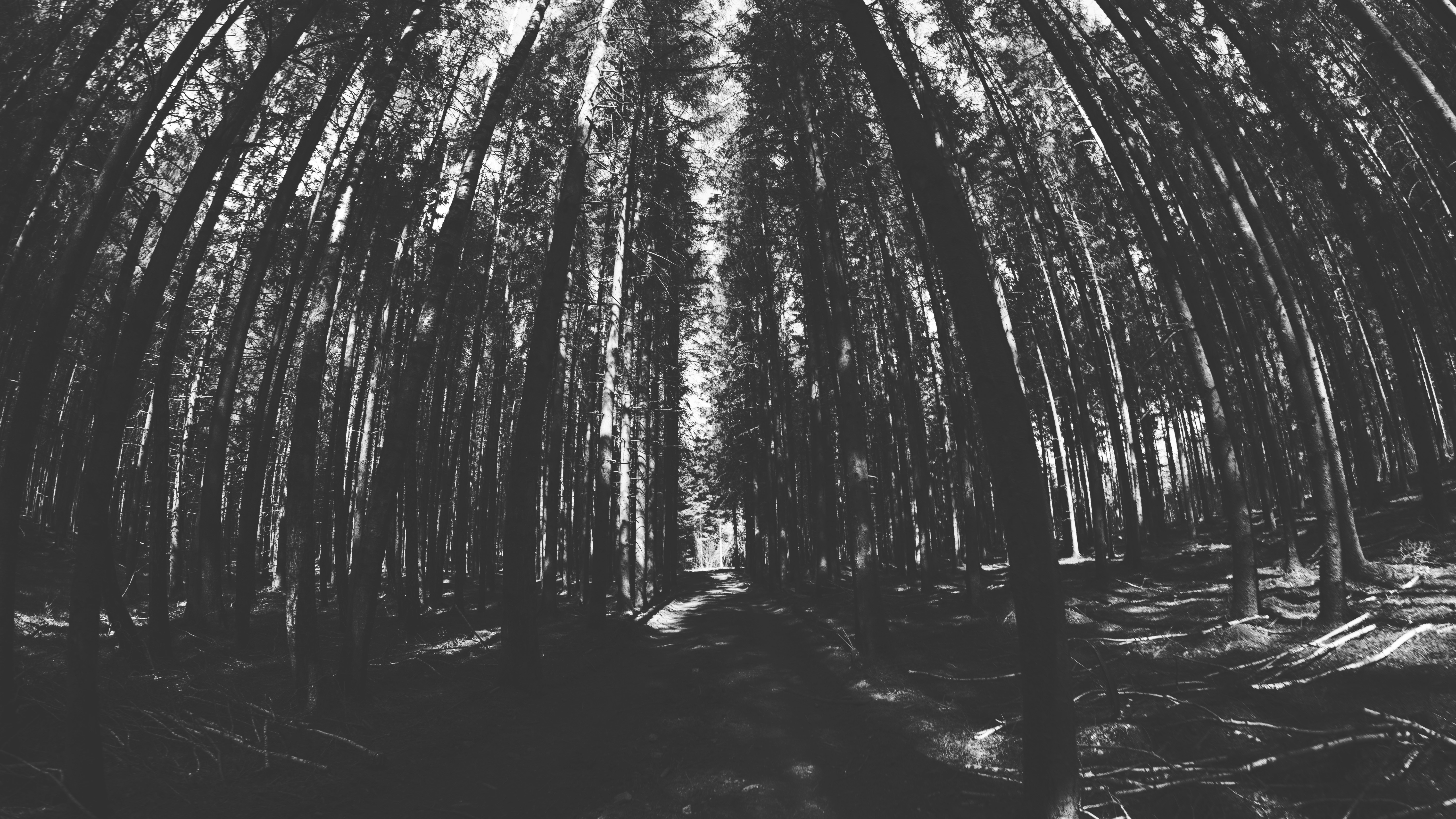 4K monochrome forest with tall trees HD Wallpaper