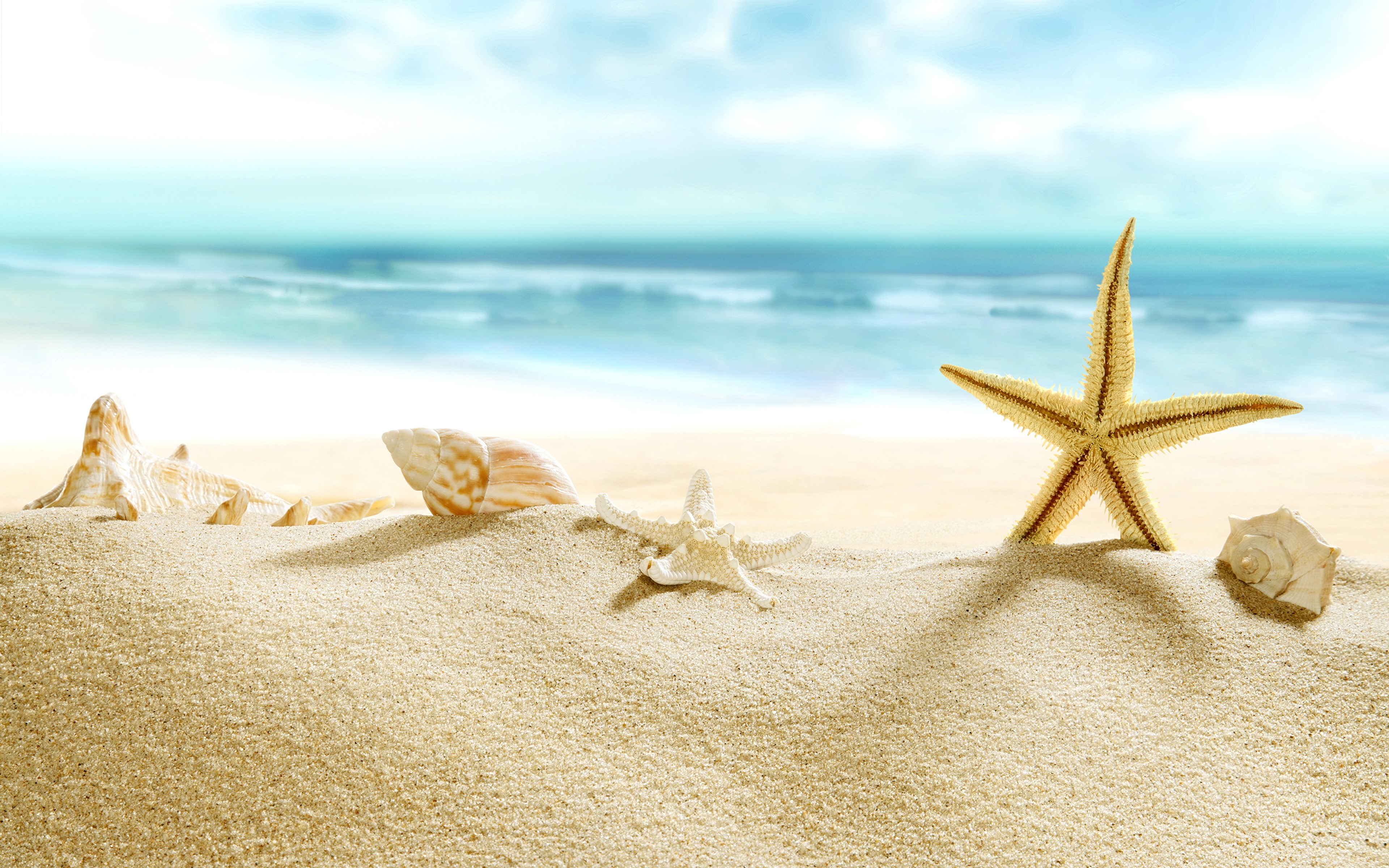 4K Beach Sand Seashells and Starfish HD Wallpaper