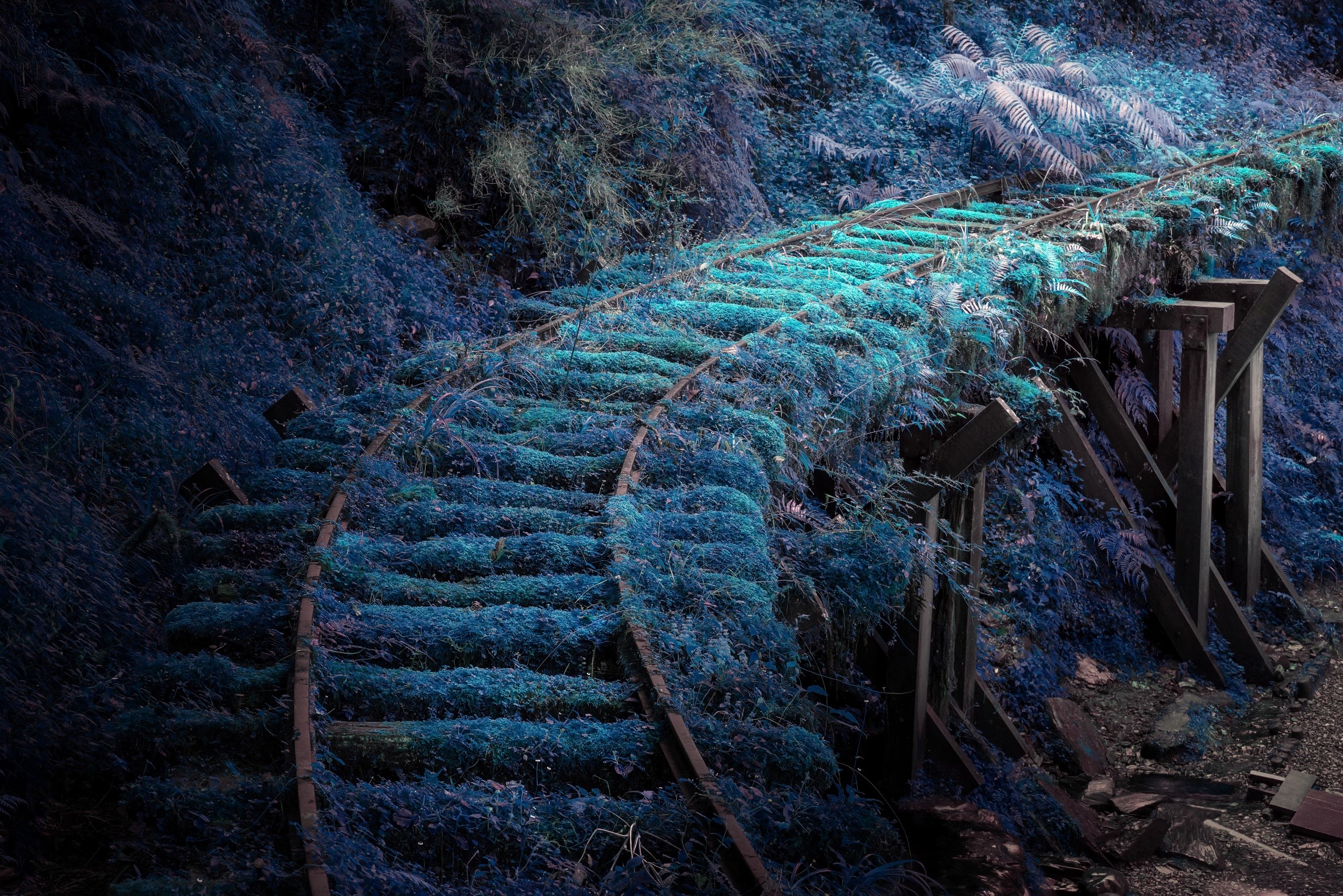 Overgrown abandoned railway tracks in a forest HD Wallpaper