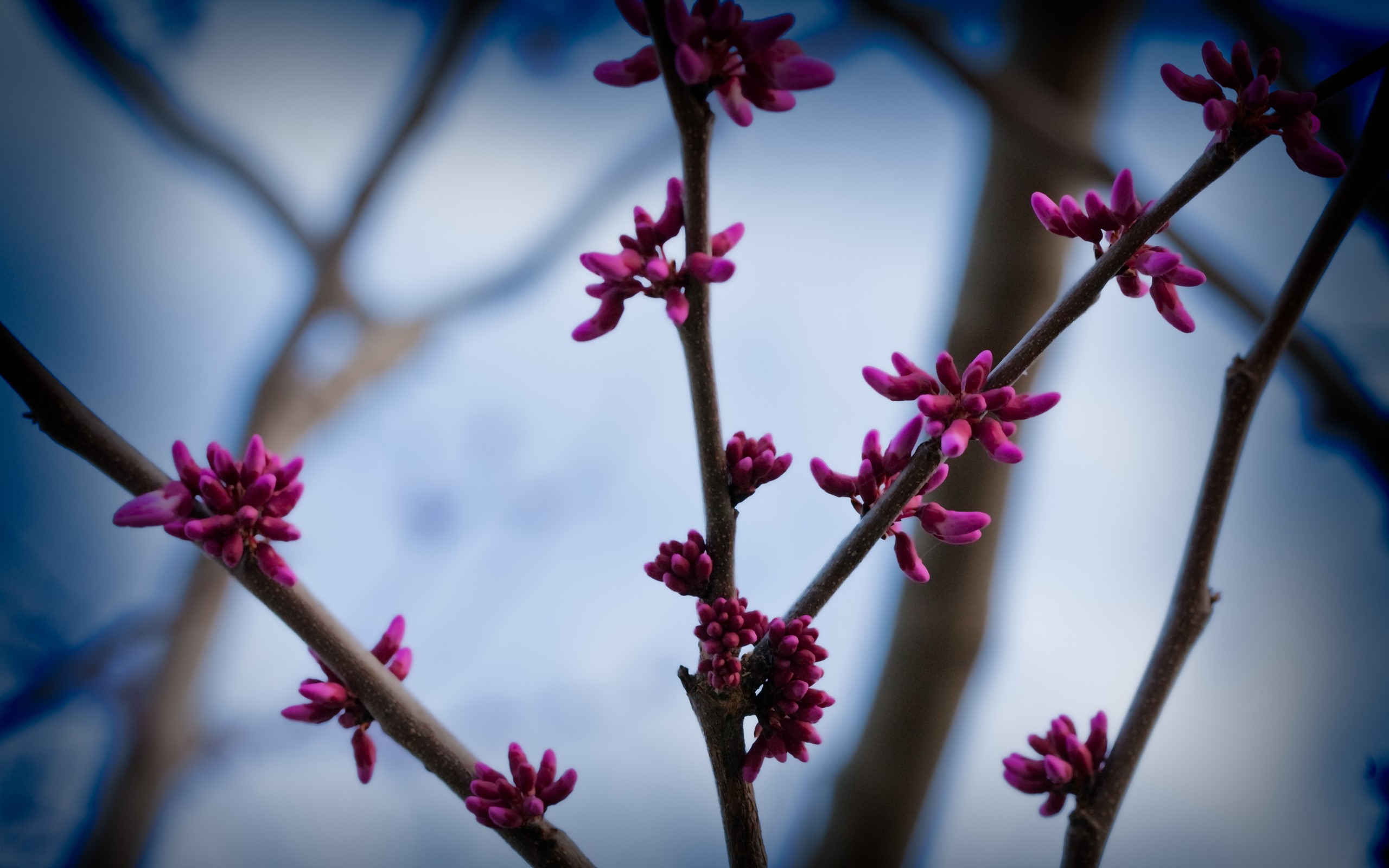 Close-up of pink flower buds on branches HD Wallpaper