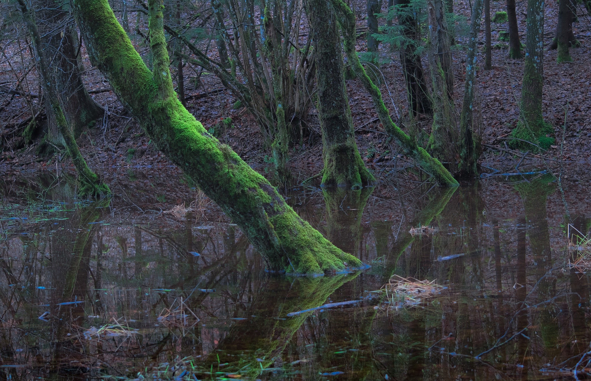 Moss-covered trees in a flooded forest HD Wallpaper