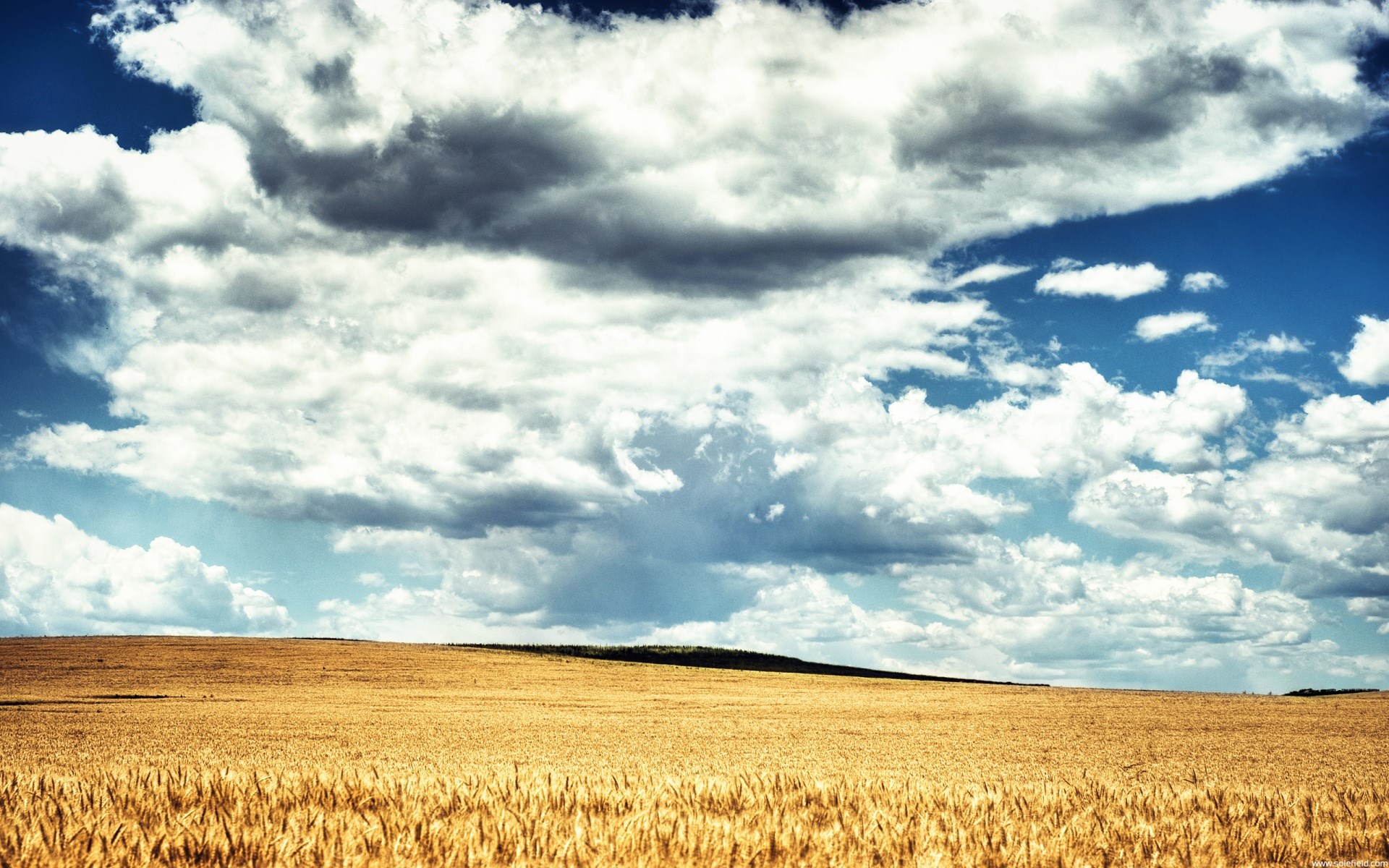 Golden wheat field under a cloudy sky HD Wallpaper