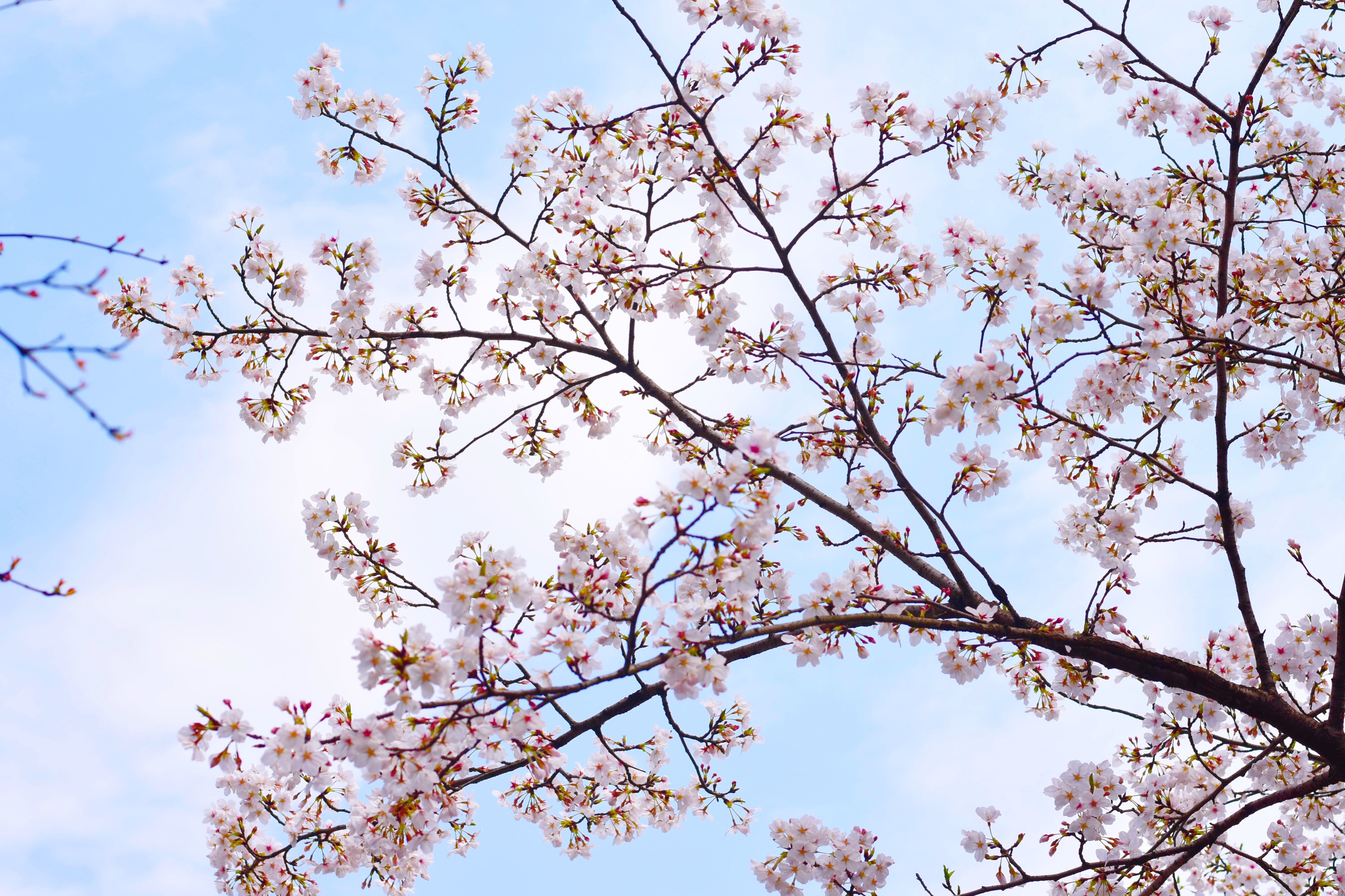 4K Cherry Blossoms on Branches Against Sky HD Wallpaper