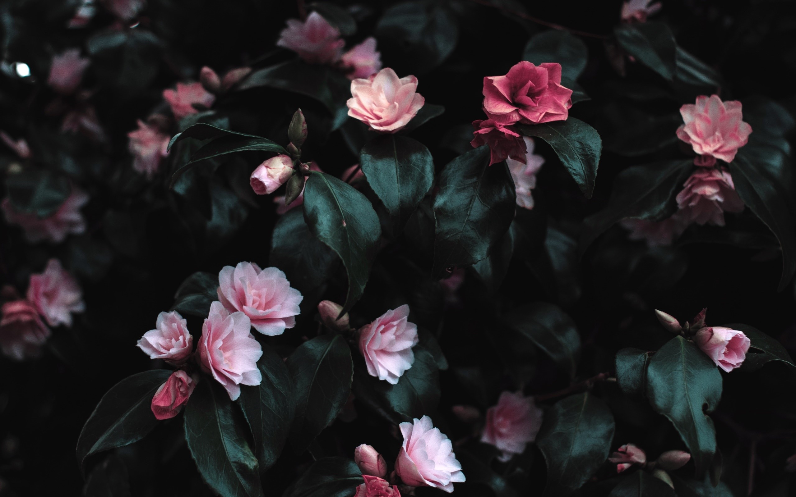 Pink and red camellia flowers on dark green leaves HD Wallpaper