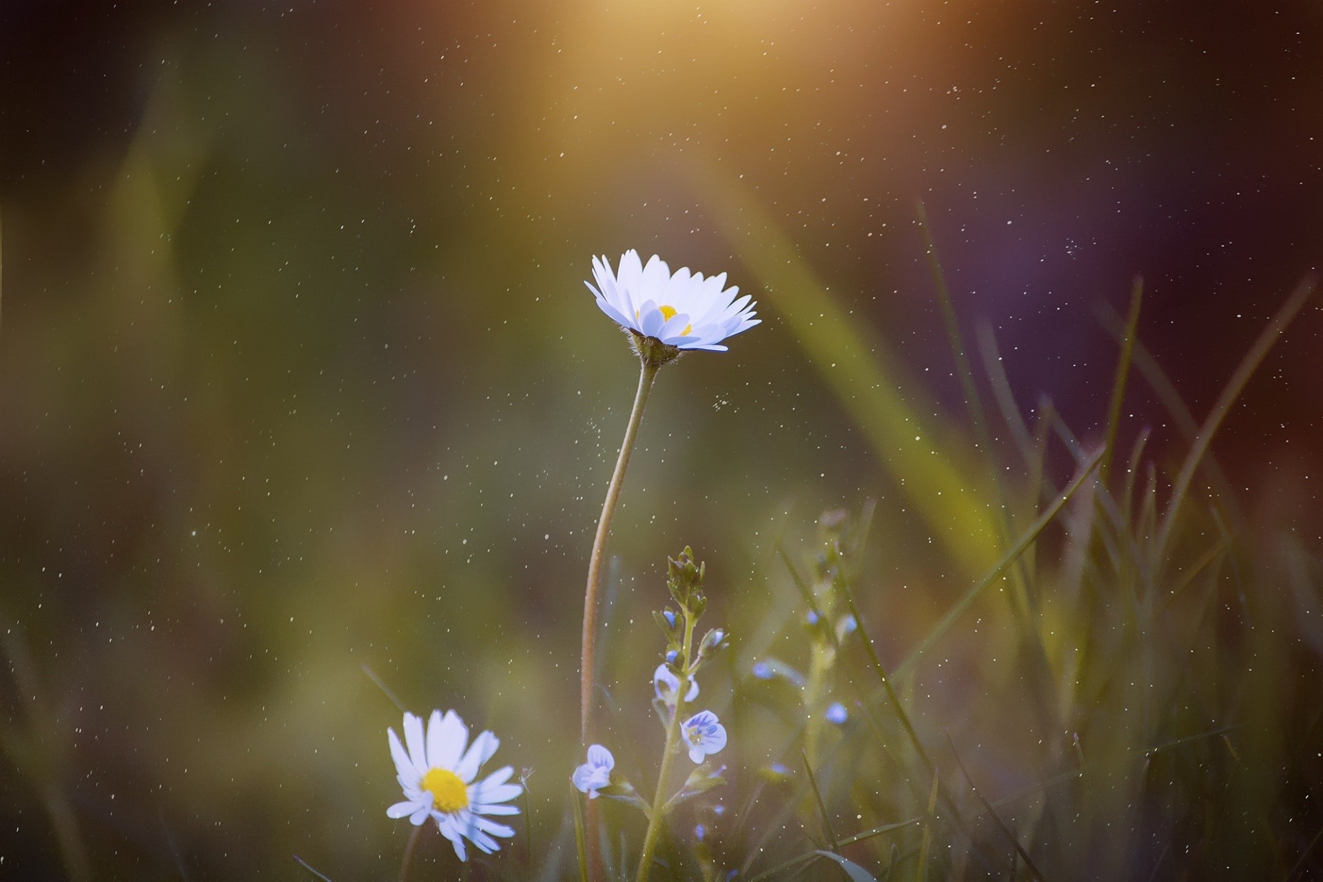 Two white daisies in a field with sunlight HD Wallpaper