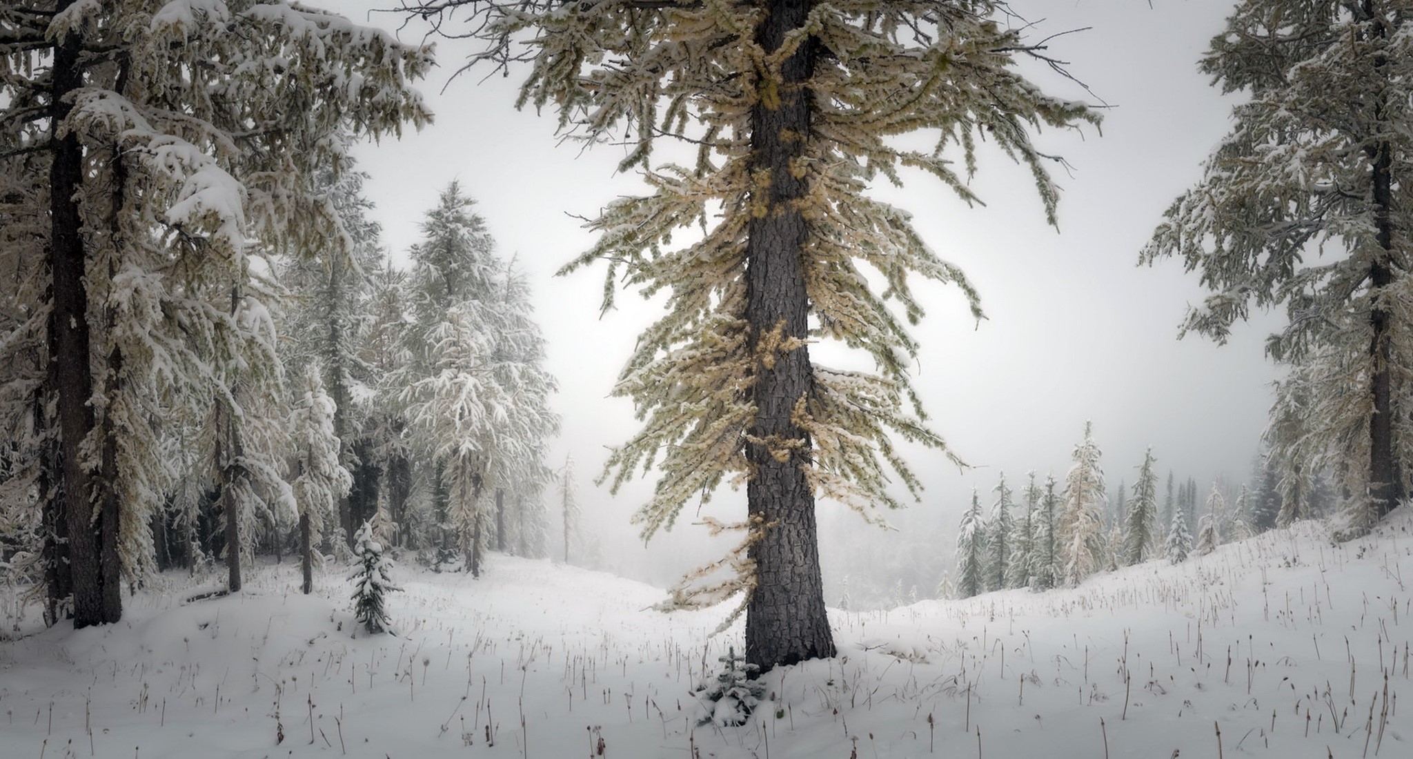Snow-covered trees in a winter forest landscape HD Wallpaper