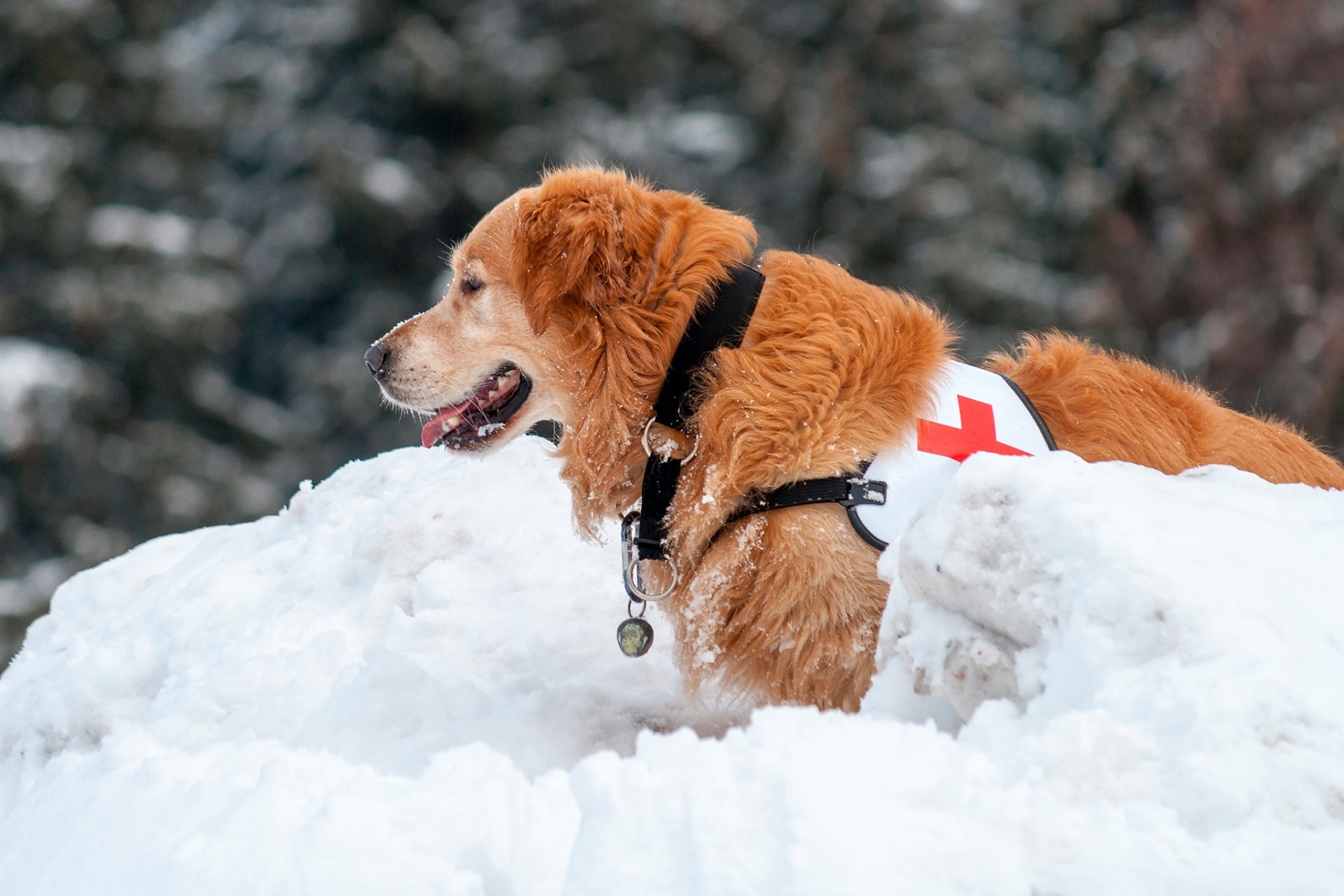 Golden retriever wearing a red cross vest in snow HD Wallpaper