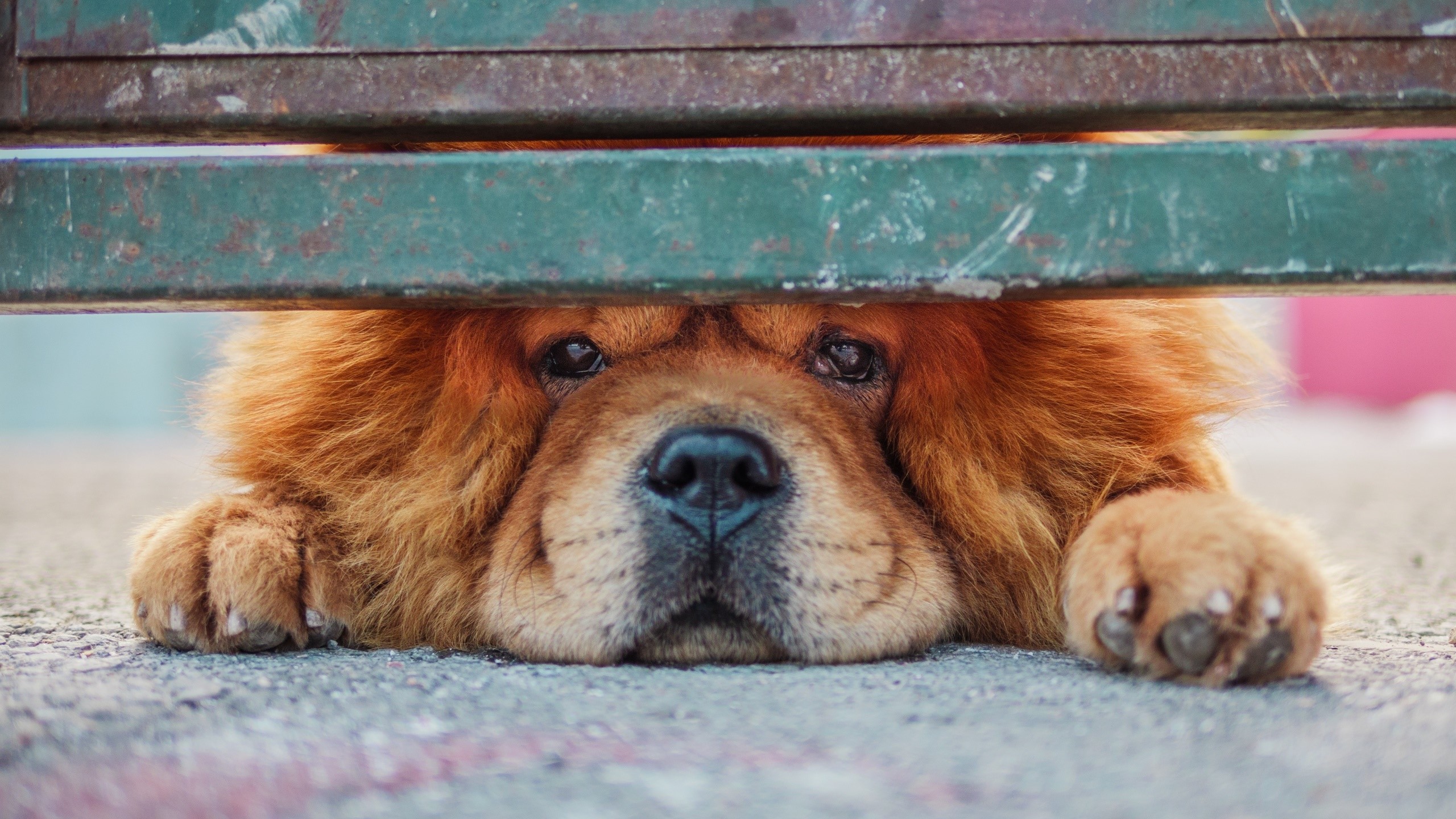 Chow Chow dog peeking under a metal bar HD Wallpaper