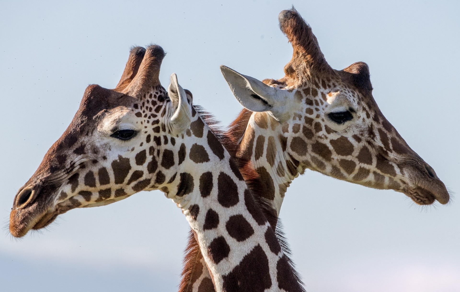 Two giraffes with patterned necks and heads HD Wallpaper