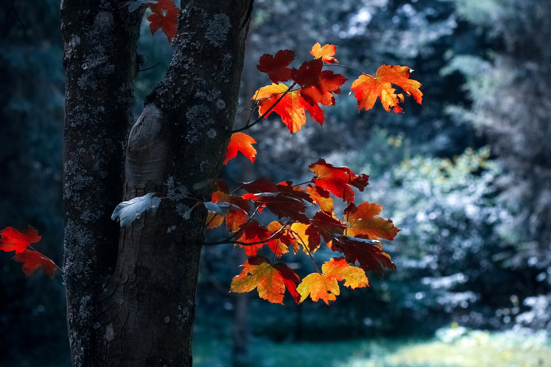 Autumn leaves on a tree trunk in a forest HD Wallpaper