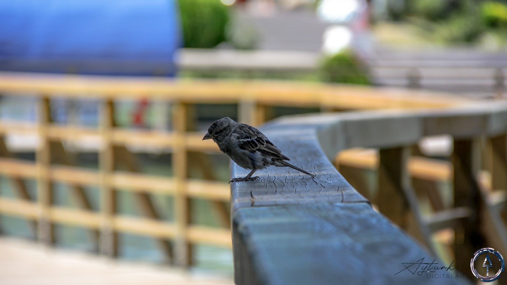 Sparrow perched on a wooden railing HD Wallpaper