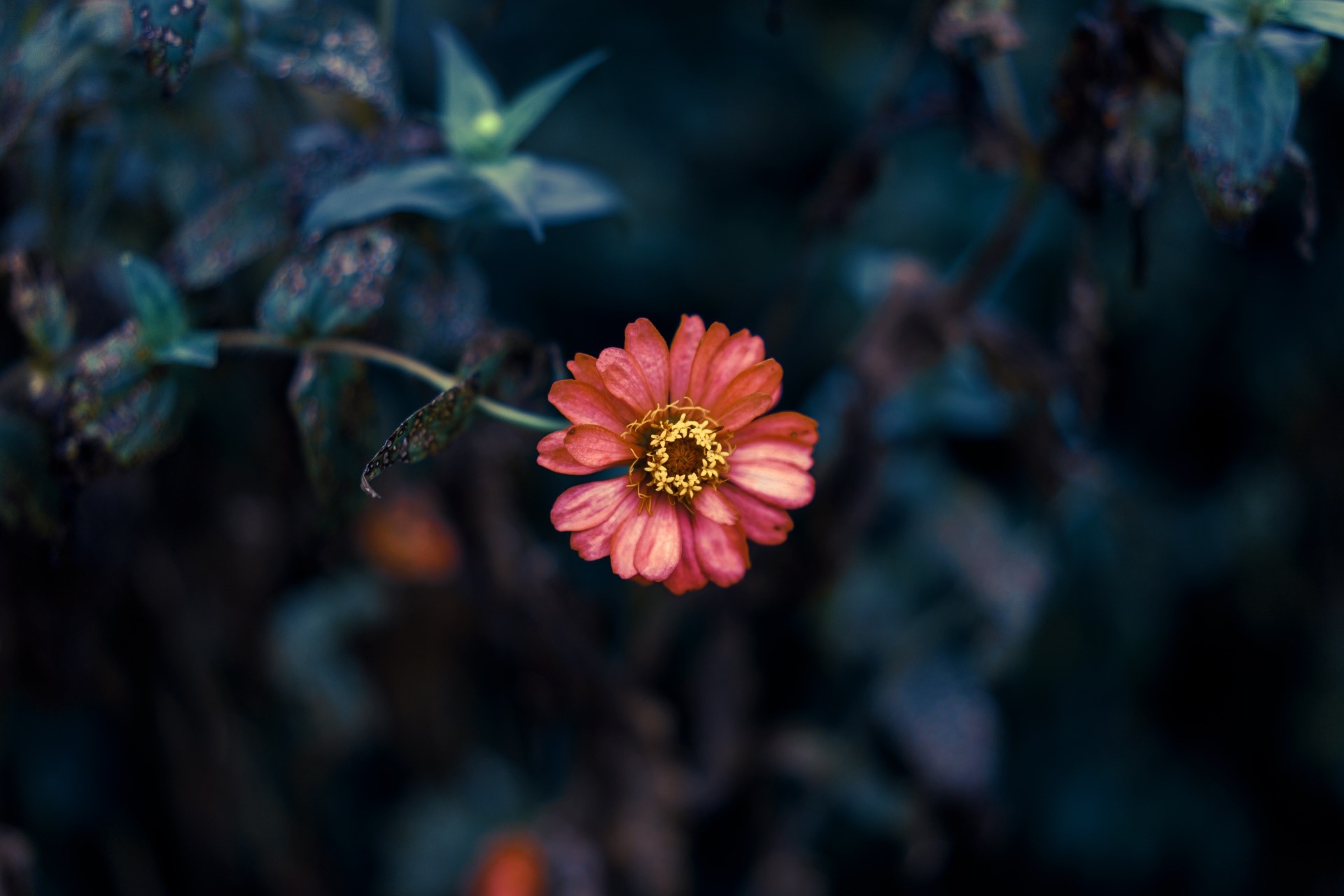 Close-up of a red zinnia flower with yellow center HD Wallpaper