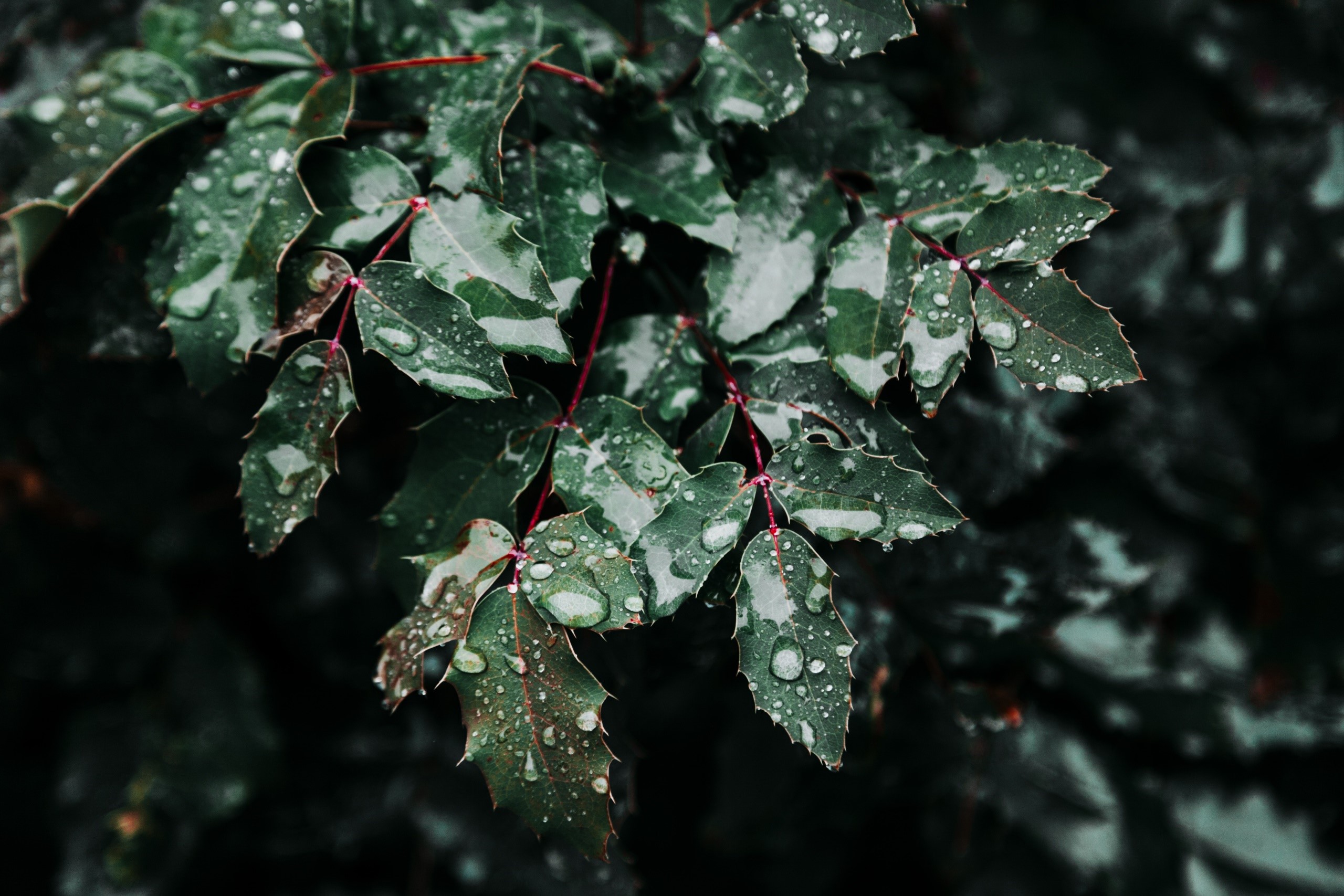 Close-up of wet green leaves with water droplets HD Wallpaper