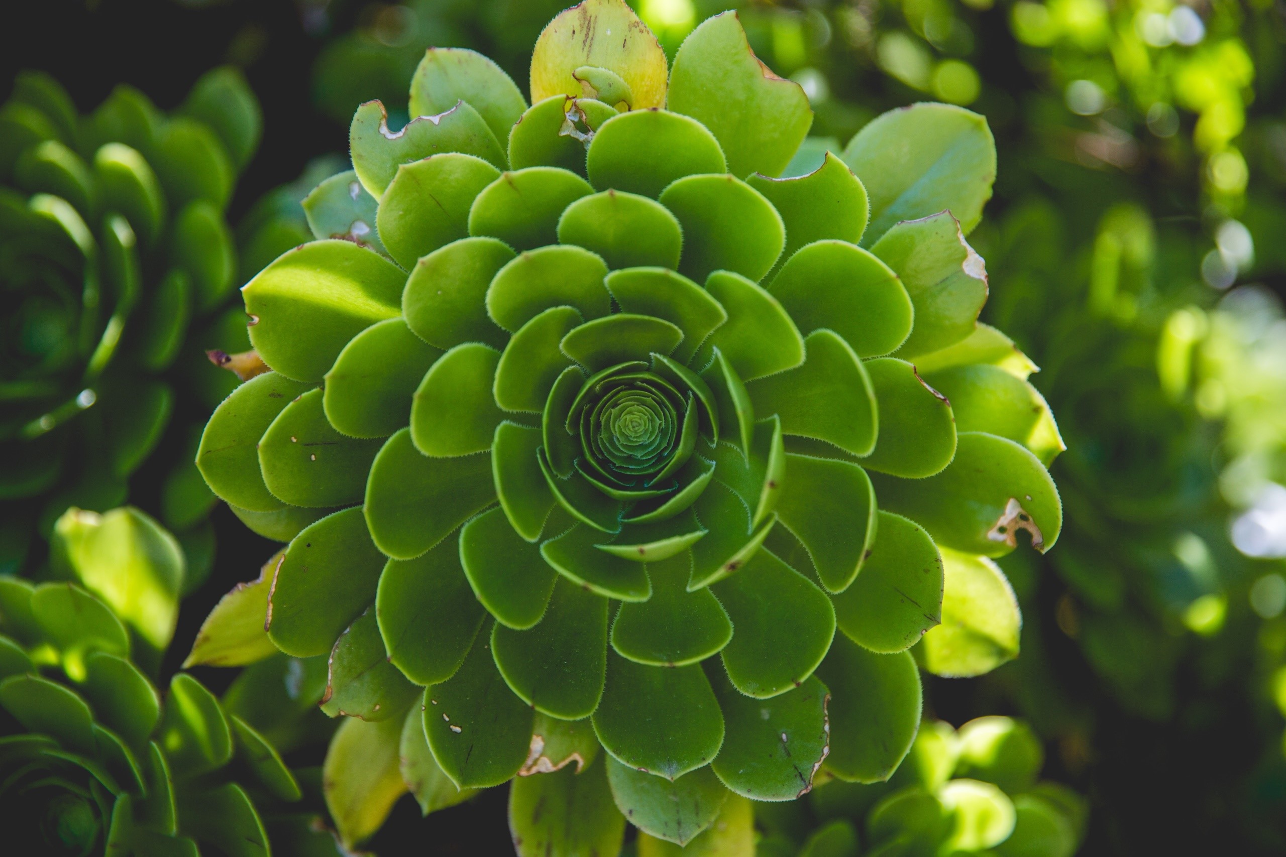 Close-up of a green succulent plant HD Wallpaper