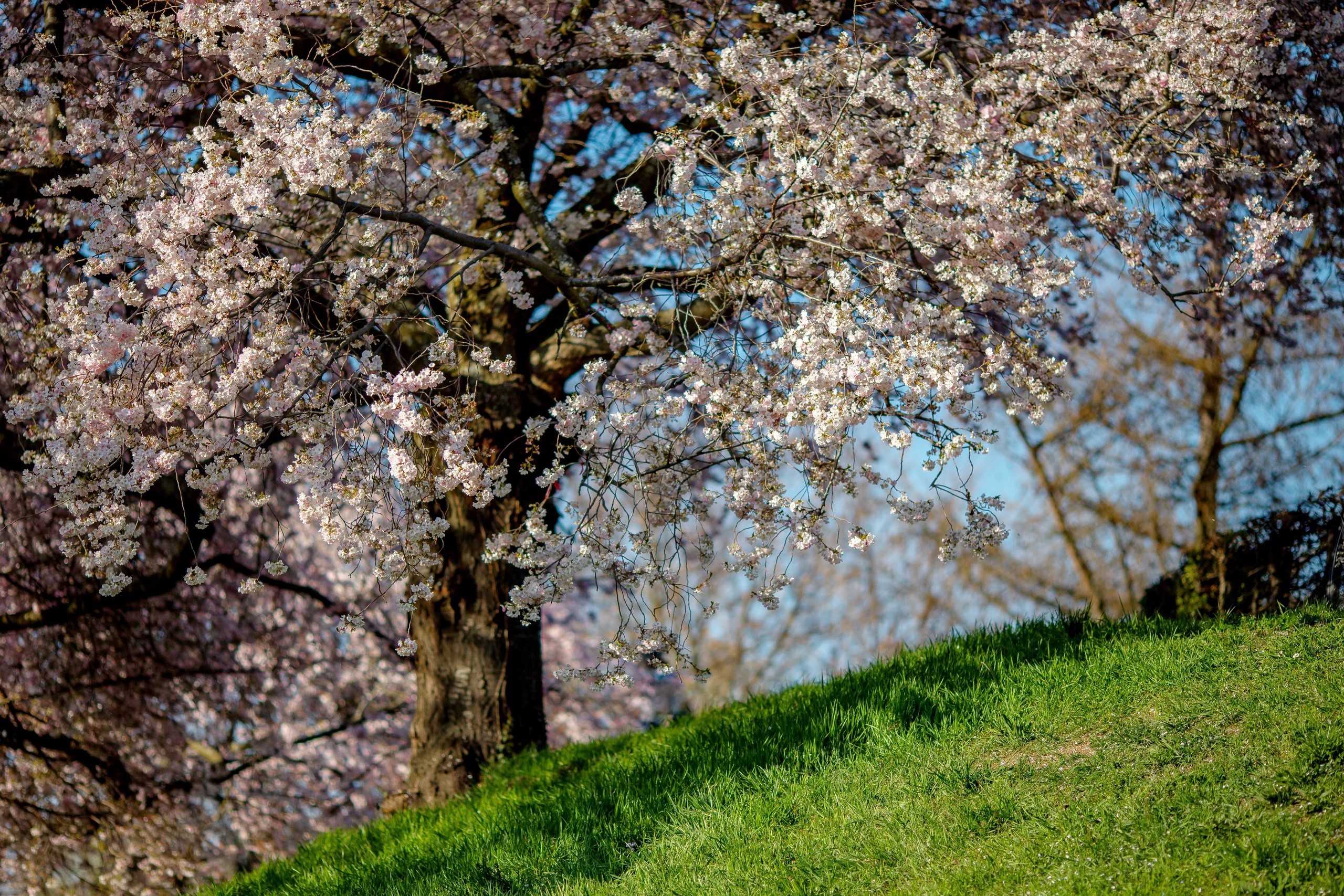 Cherry blossoms on a grassy hill HD Wallpaper