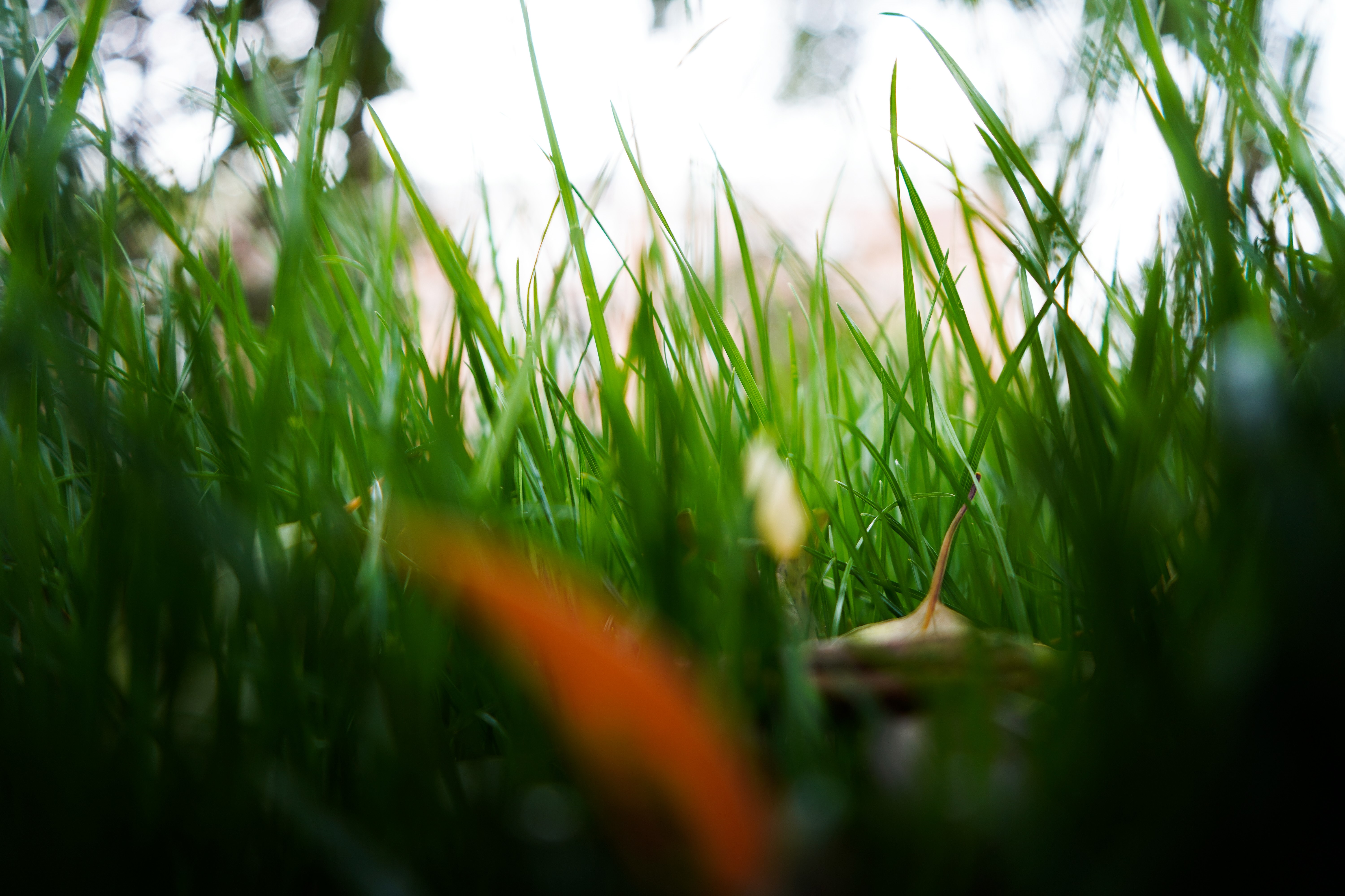 Close-up of green grass with fallen leaves HD Wallpaper