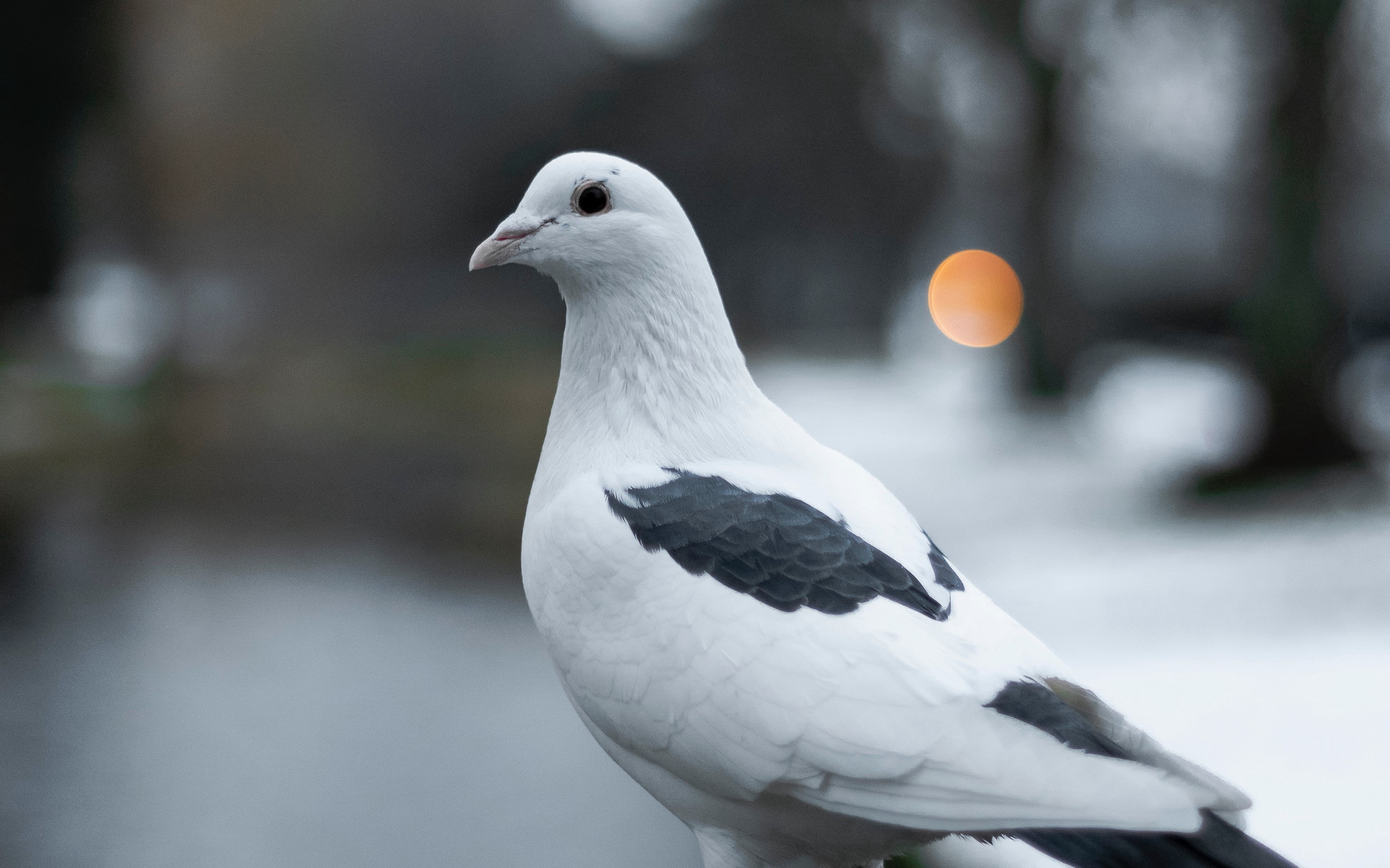 4K white pigeon with black markings HD Wallpaper