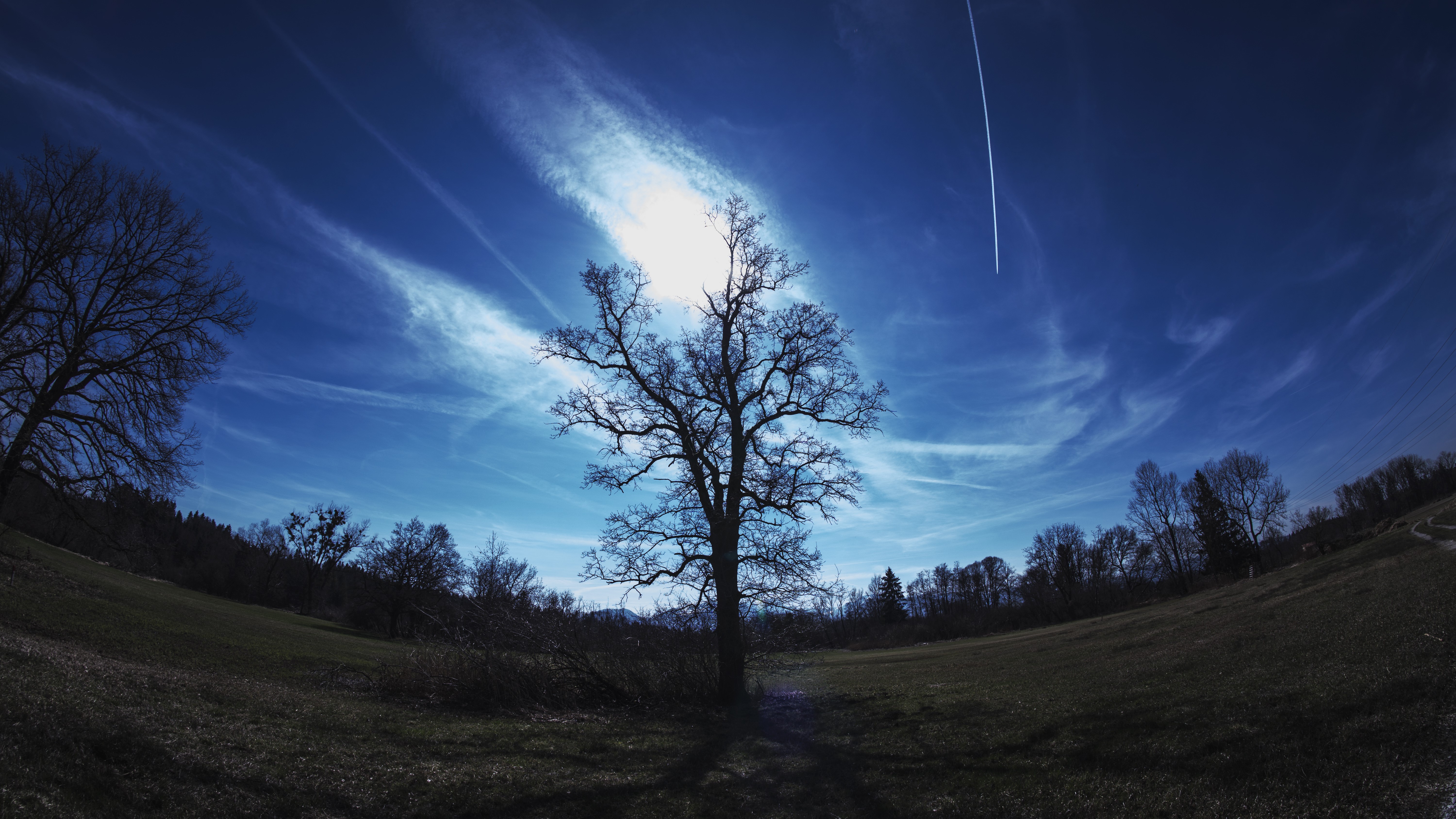 Bare tree against a bright sky with clouds HD Wallpaper