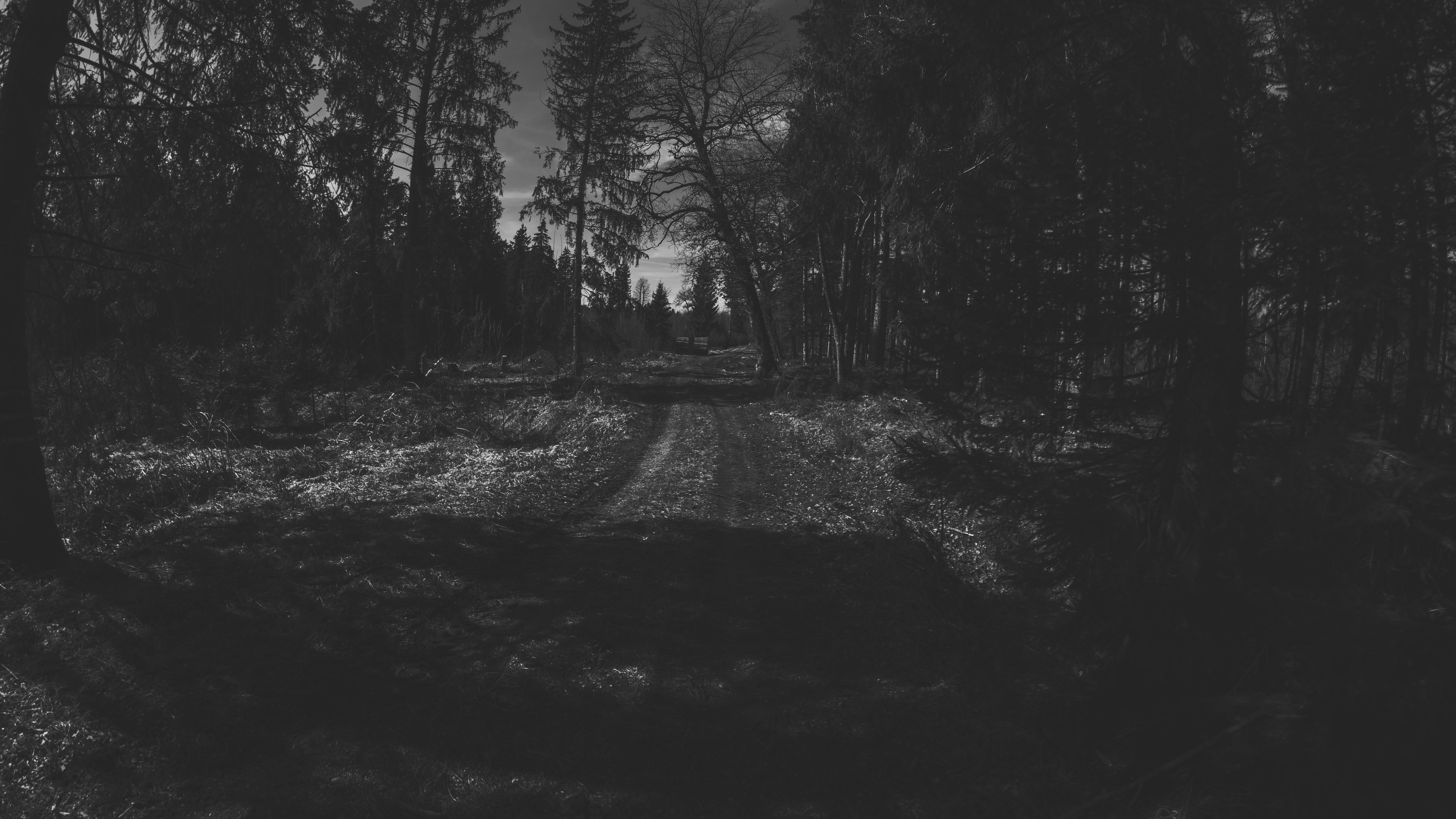 Monochrome forest with a dirt road HD Wallpaper