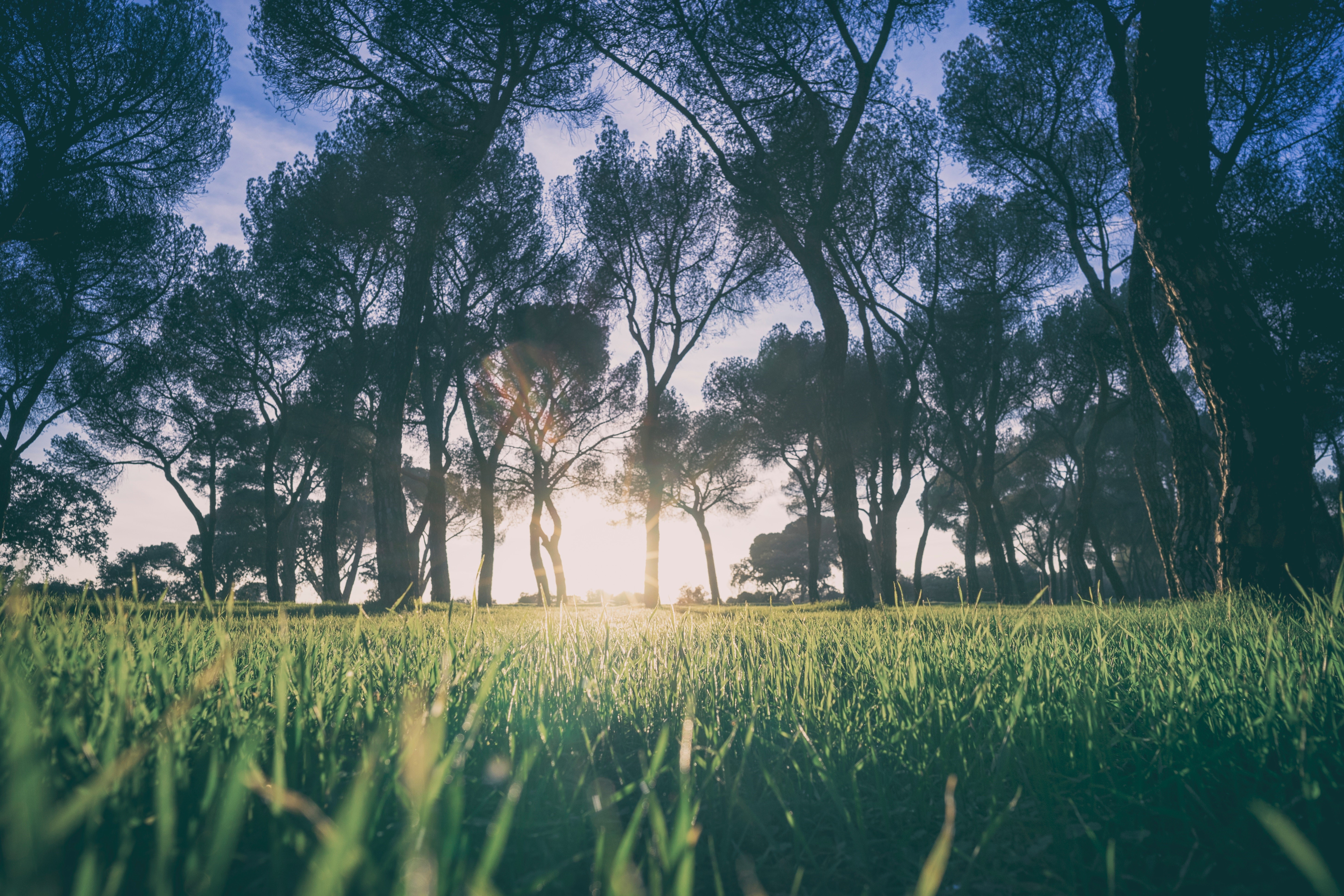 Sunlight filtering through trees in a grassy field HD Wallpaper