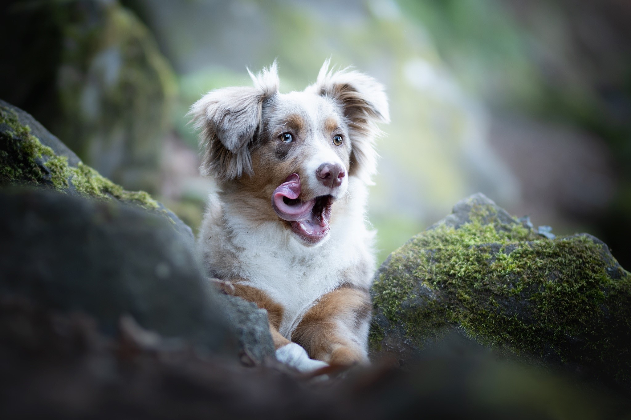 A dog with its tongue out in a forest HD Wallpaper