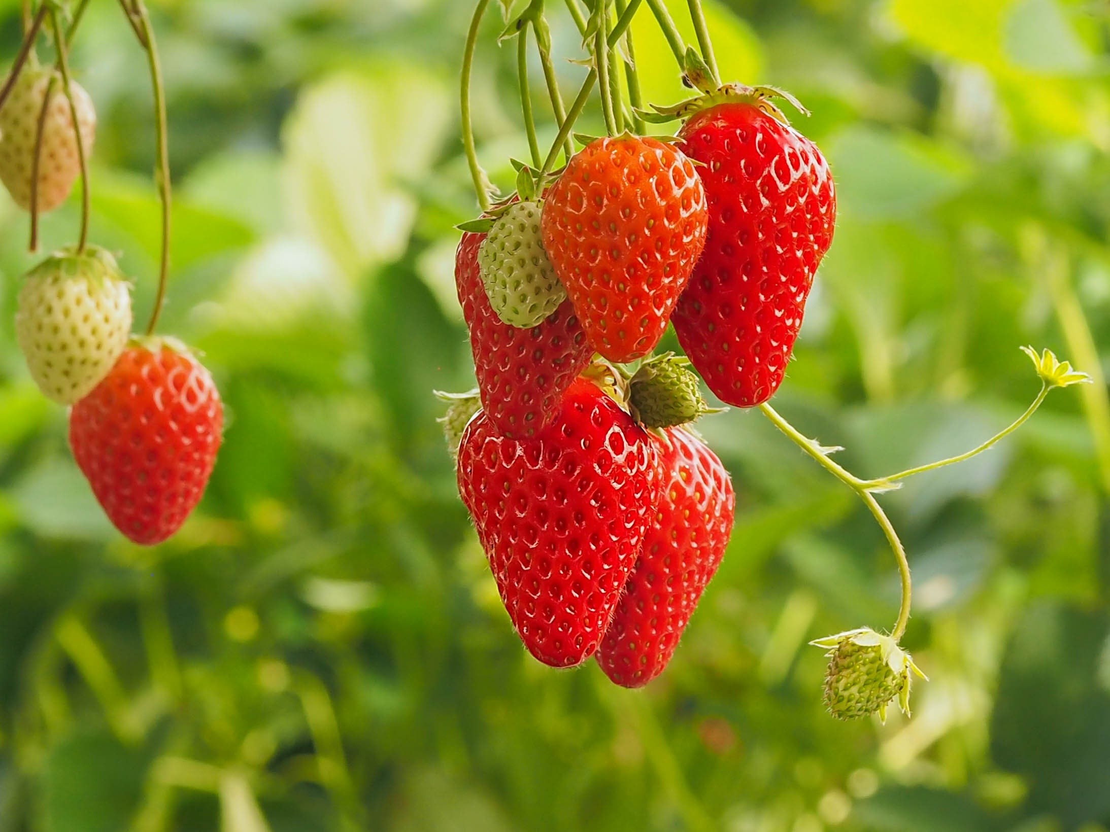 Ripe and unripe strawberries on a plant HD Wallpaper