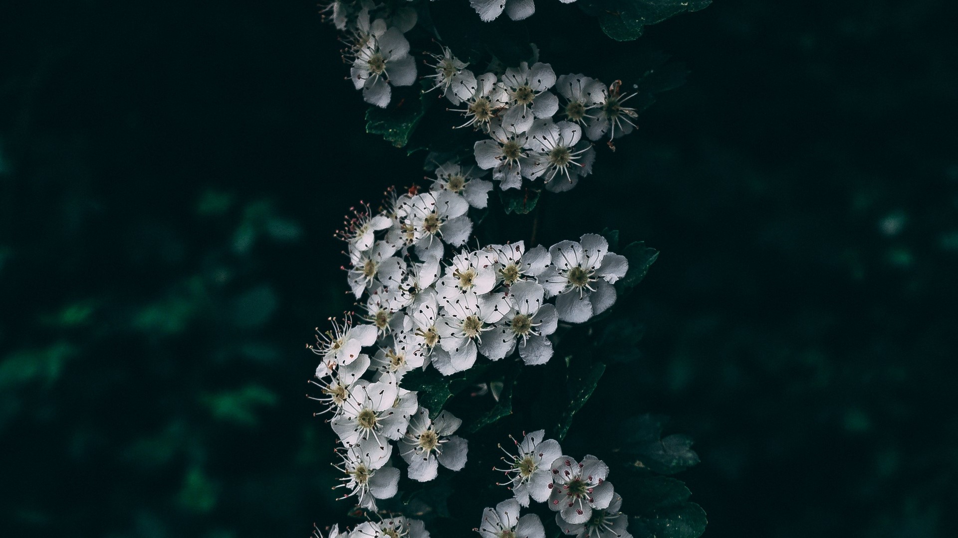 White flowers on a dark background HD Wallpaper