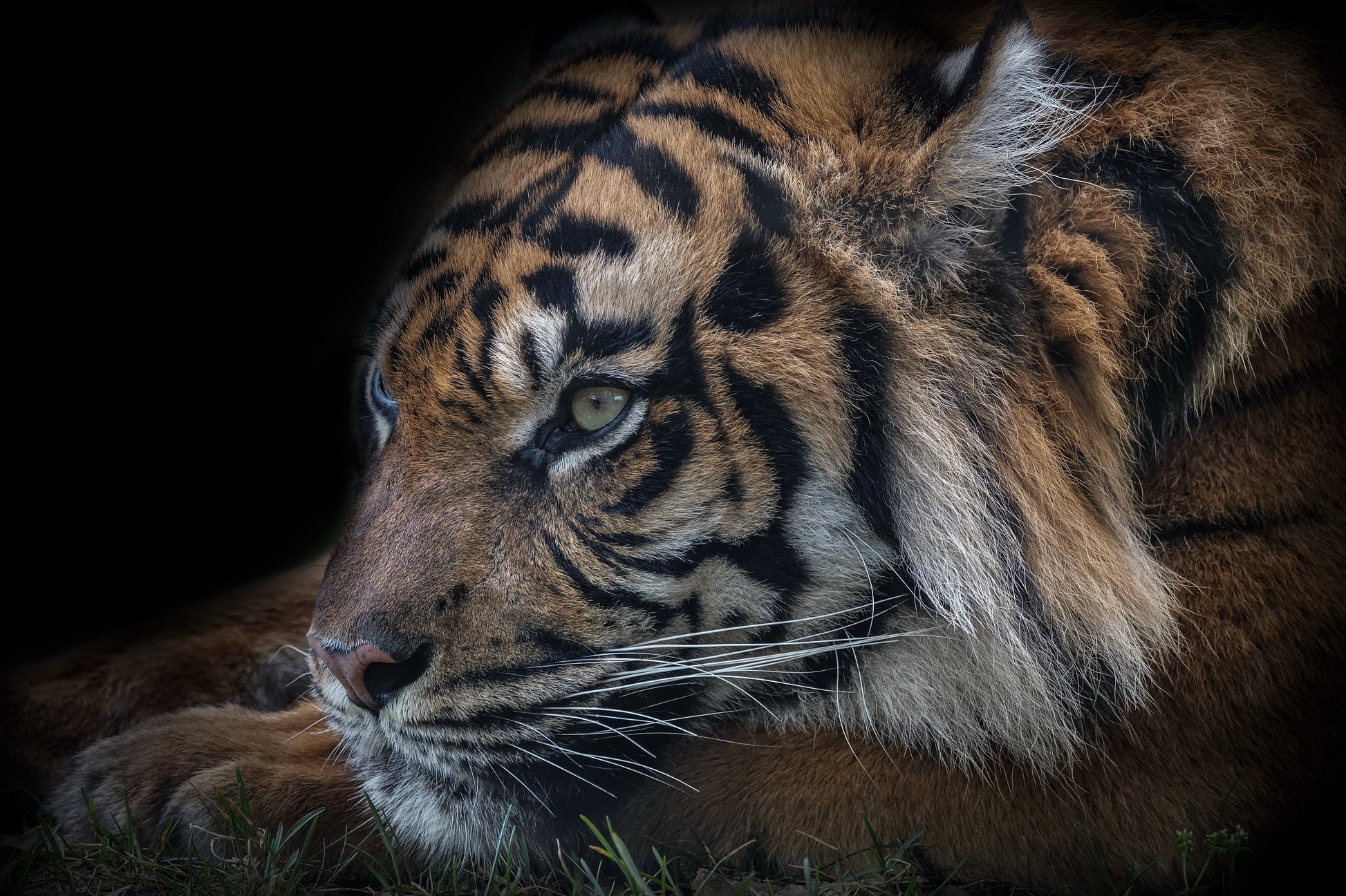 Close-up of a tiger's face HD Wallpaper